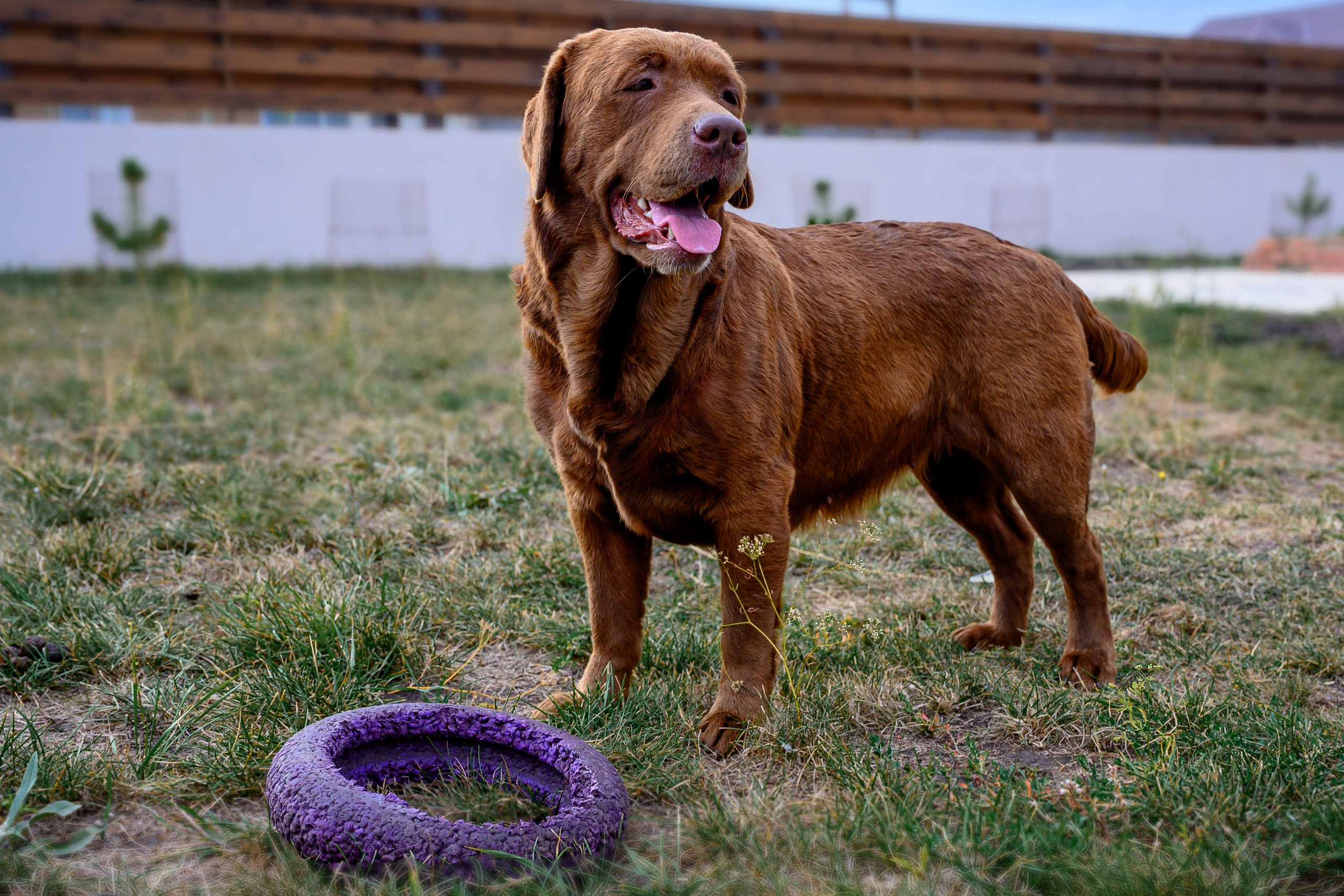 Спаниель и Лабрадоры. Bazarkom-photo.ru Фотограф Виктор Оськин в Старом Осколе
