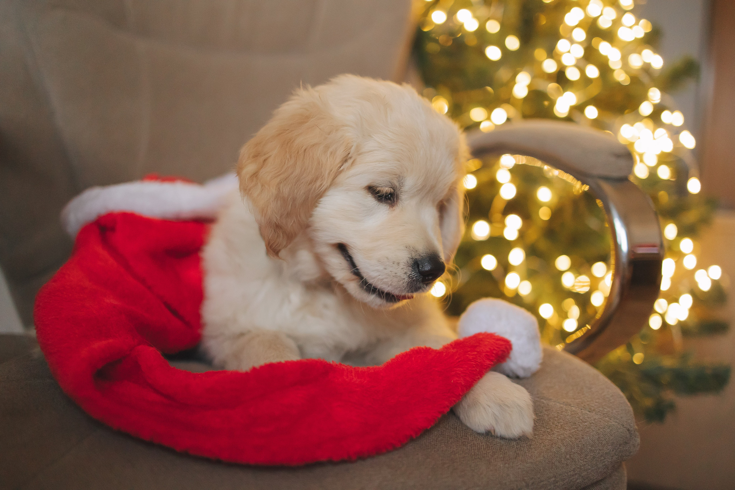 Снежик и Веста, НГ. Свадебный и женский фотограф