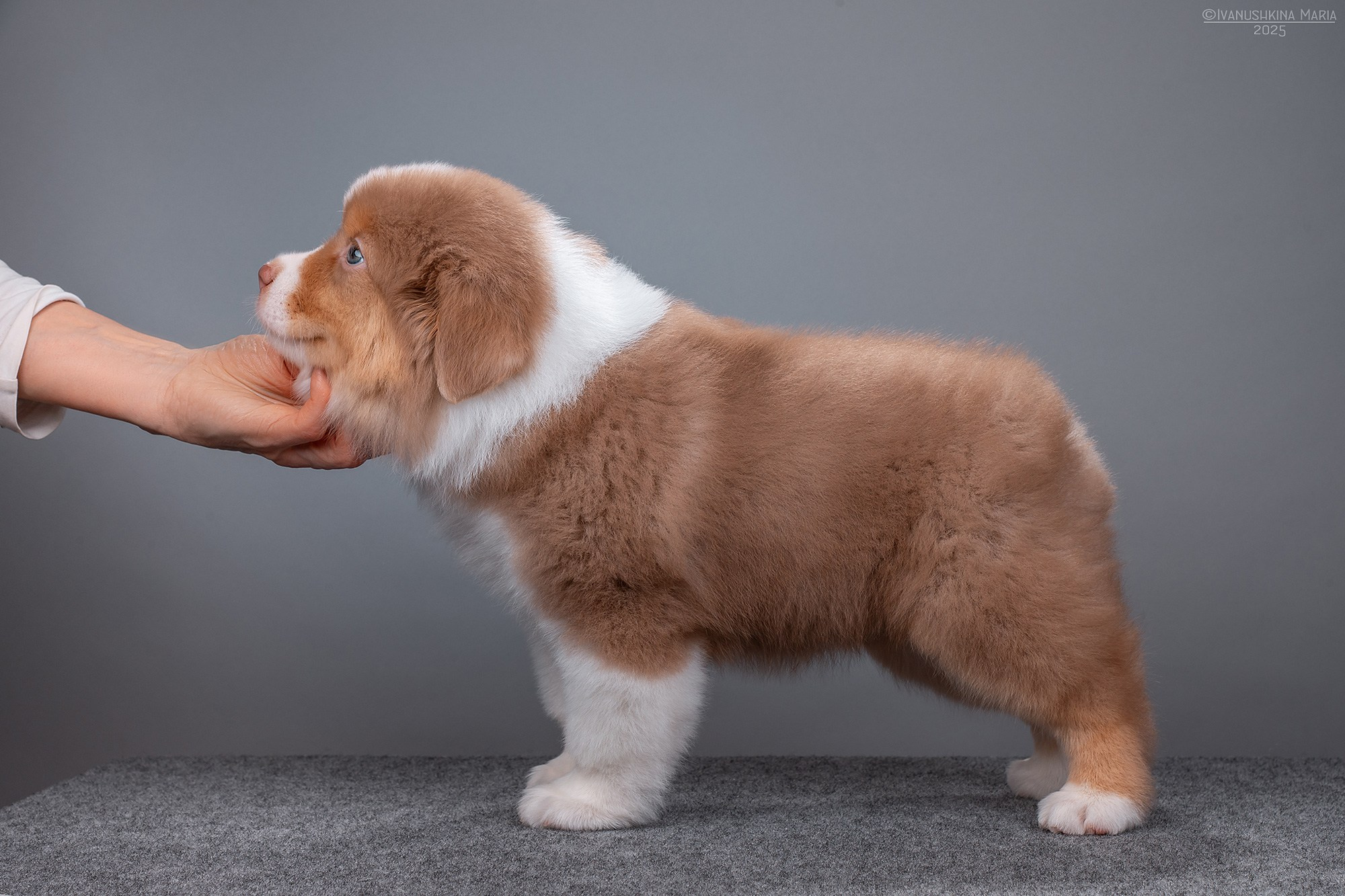Экстерьерная фотосессия собаки. Фотограф собак в Москве и Московской области Иванушкина Мария