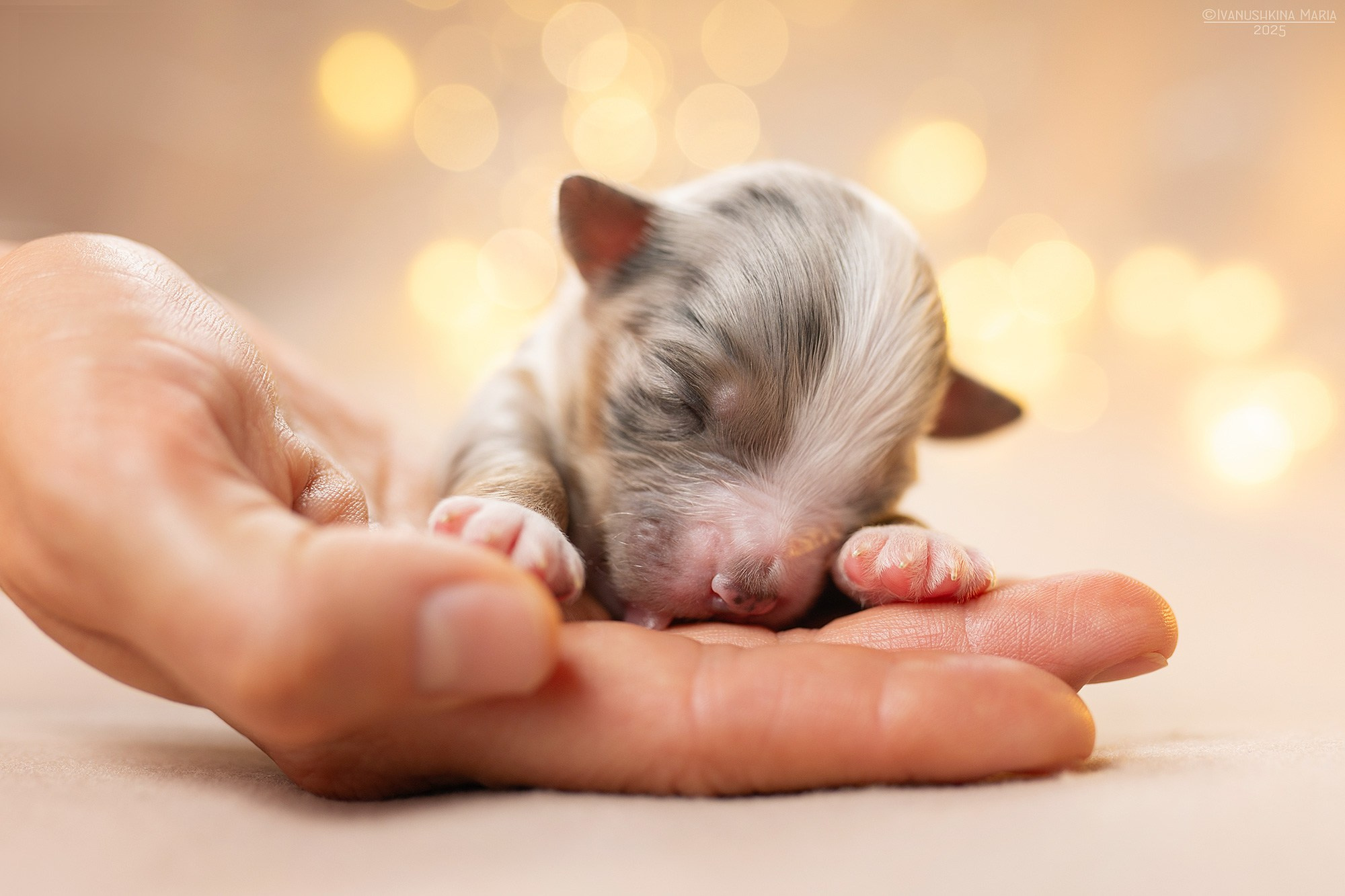 Ньюборн фотосессия щенков. Фотограф собак в Москве и Московской области Иванушкина Мария