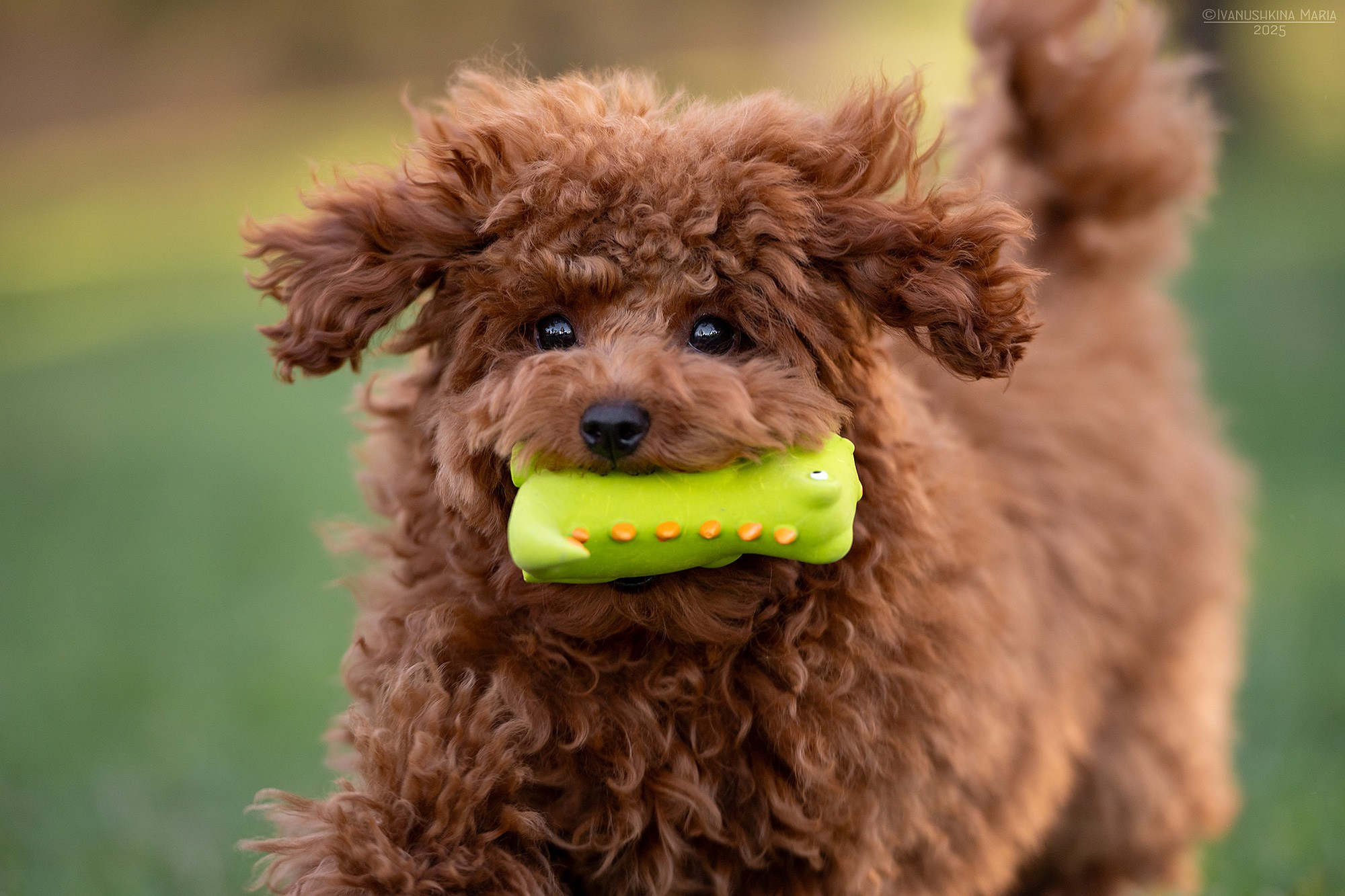 Фотосессия щенков на продажу. Фотограф собак в Москве и Московской области Иванушкина Мария