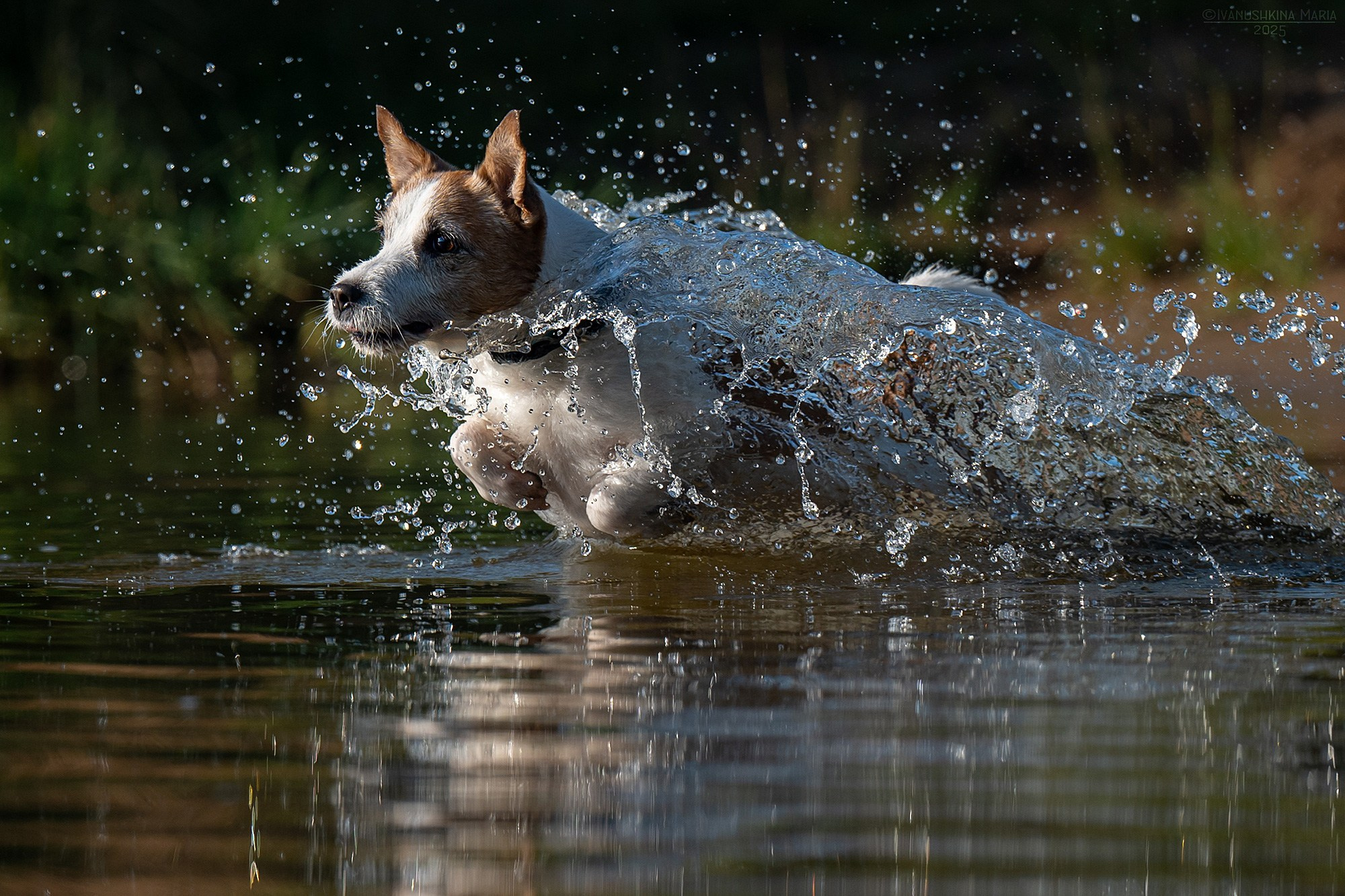 Фотограф-анималист. Фотограф собак в Москве и Московской области Иванушкина Мария