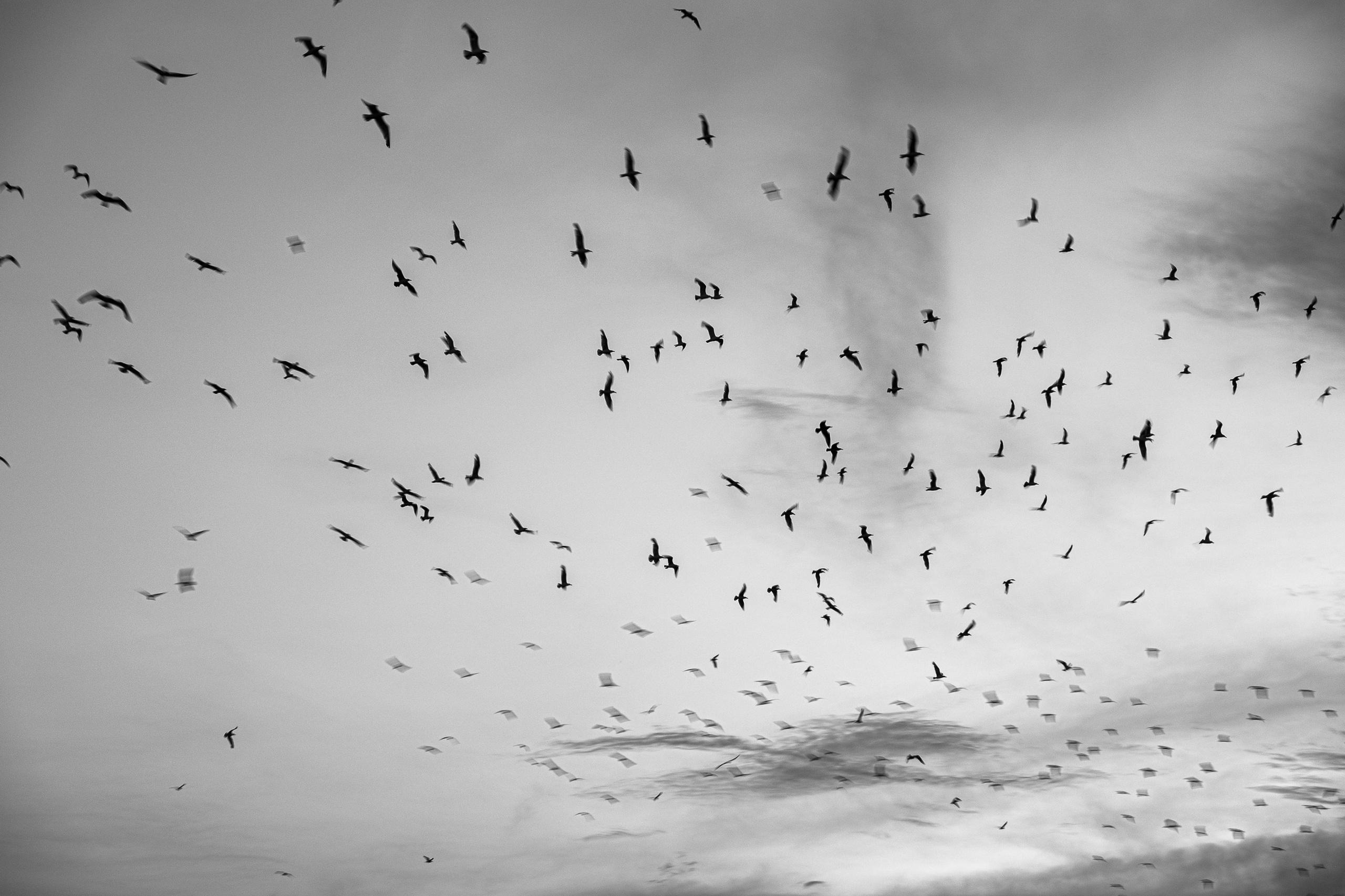 Крокус Сити+Павшинская пойма. Алексей Никифоров свадебный и семейный фотограф Москва, Химки