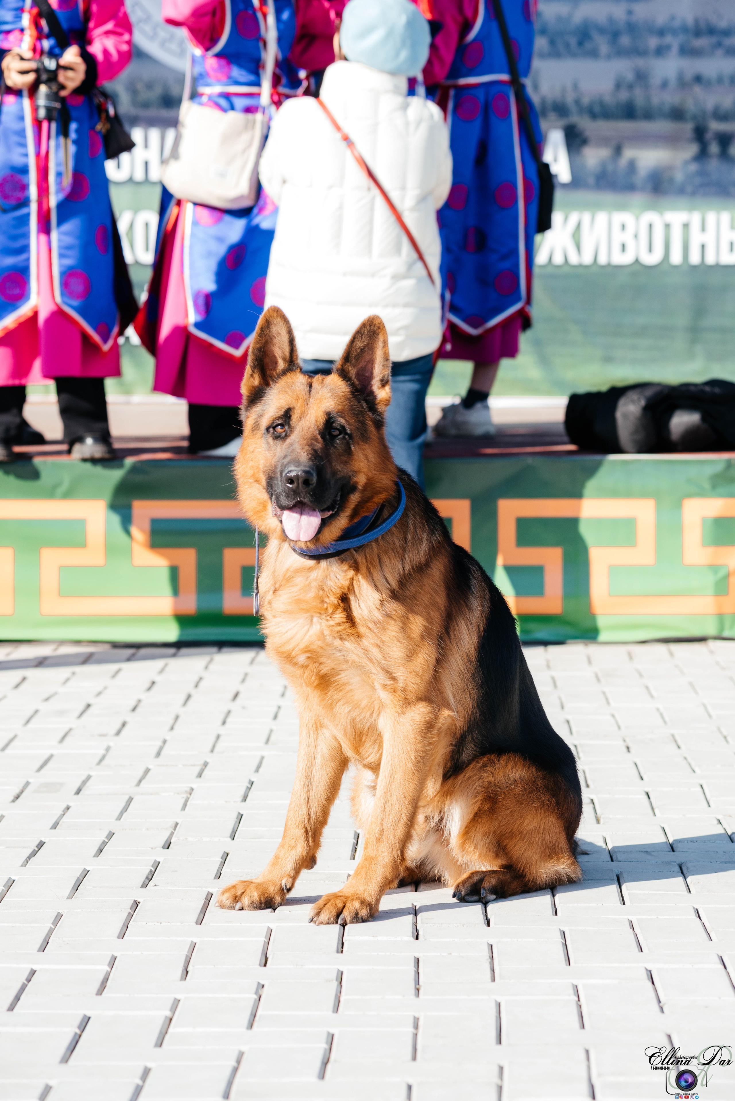 Выставка сельскохозяйственных животных. Фотограф Эллина Дар г. Улан-Удэ