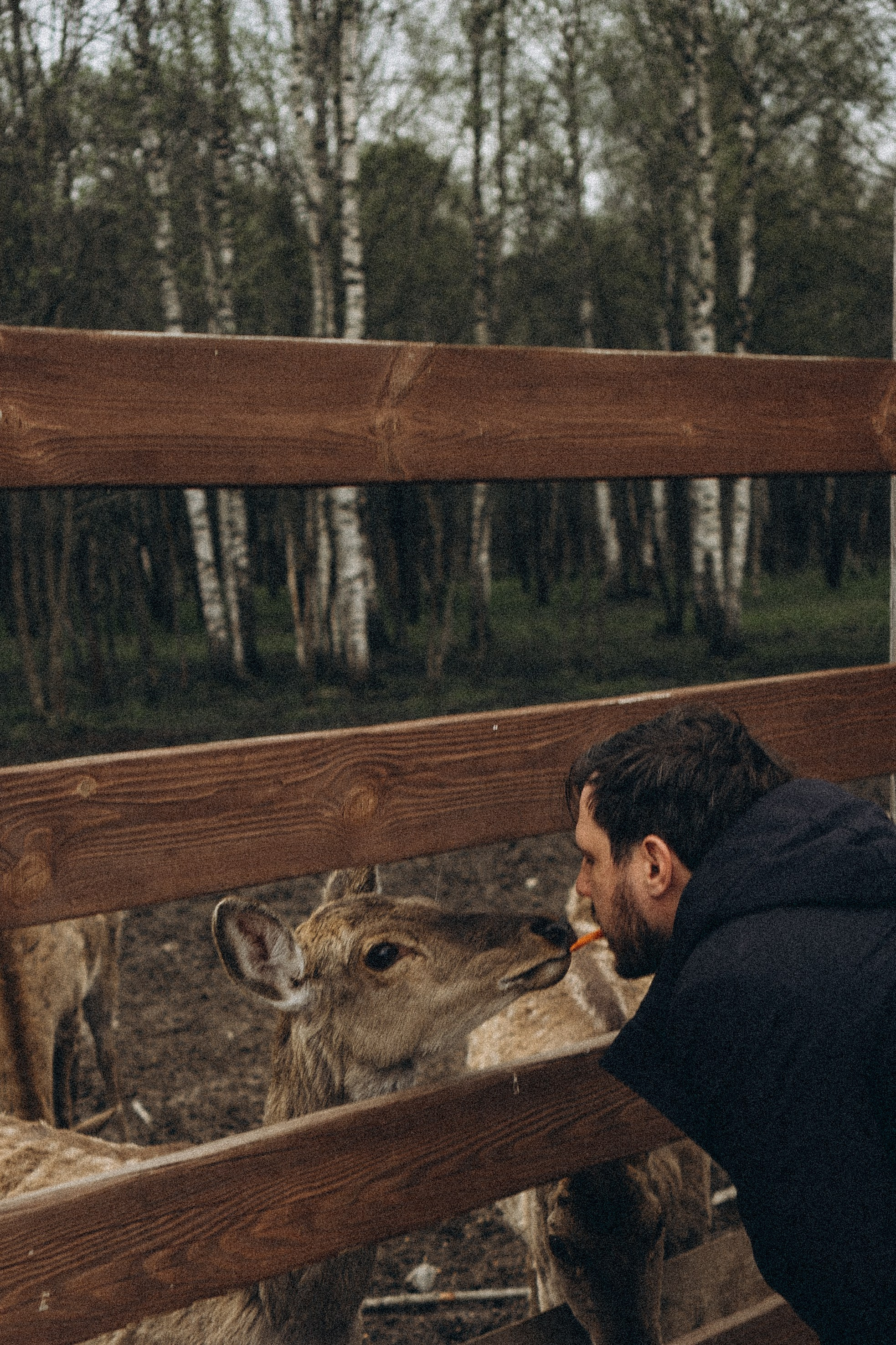 ОЛЕНЬЯ ФЕРМА В ТВЕРИ. Профессиональный фотограф, Санкт-Петербург — Виктория Богомолова