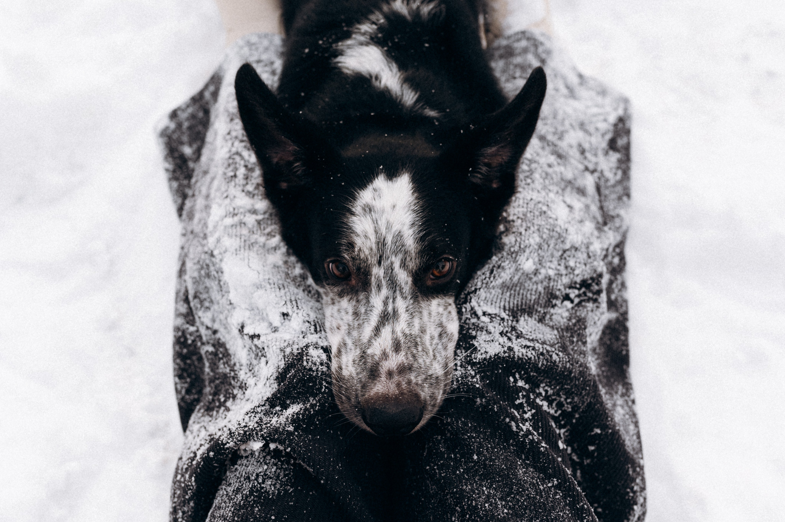 Аня и Милан. Фотограф анималист в Москве Ольга Агушева