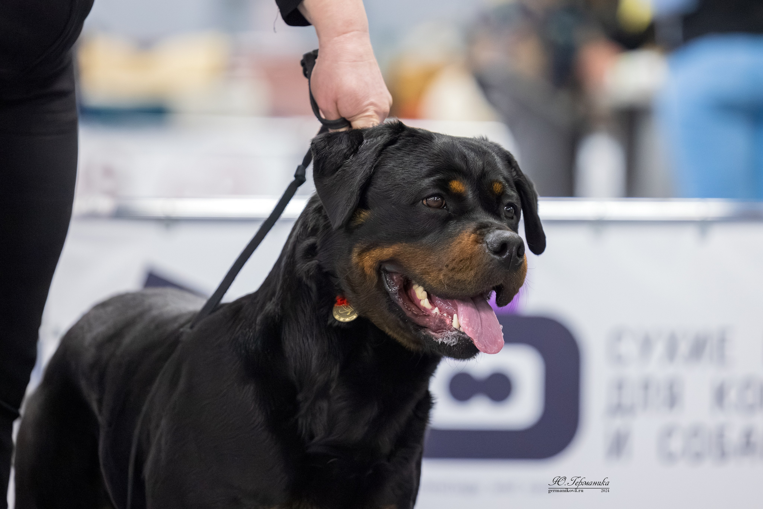 Сфера 08 и 10.03.2024 2хмоно ротвейлеров+2хмоно сао. Фотограф-анималист Юлия Германика