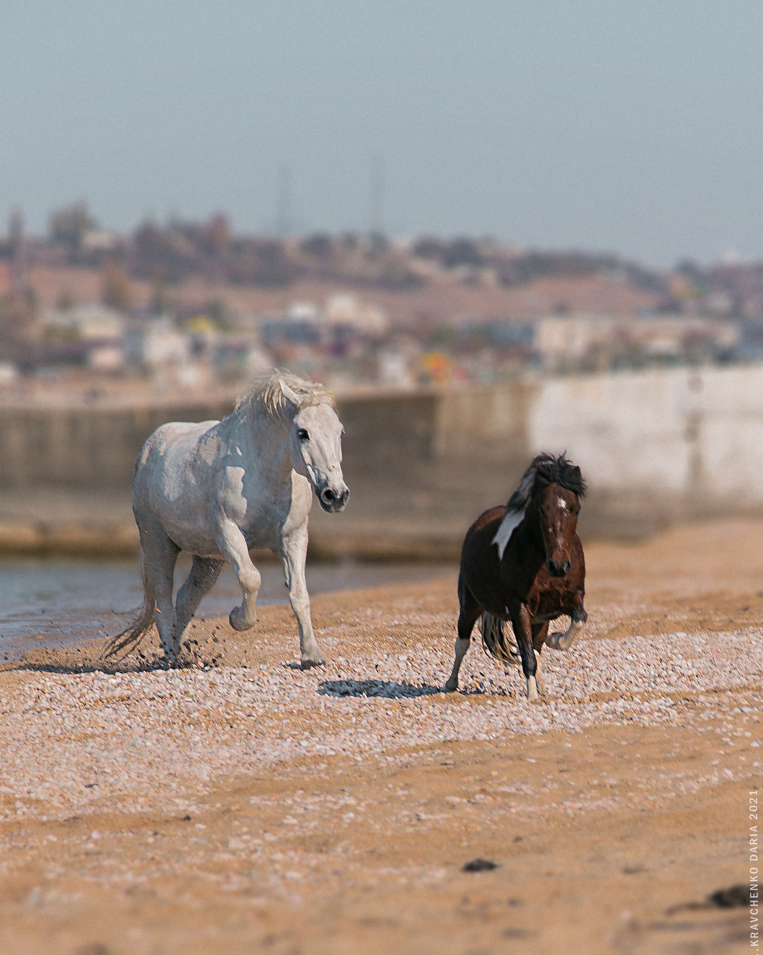 Миф и Фунтик. Фотограф в Севастополе