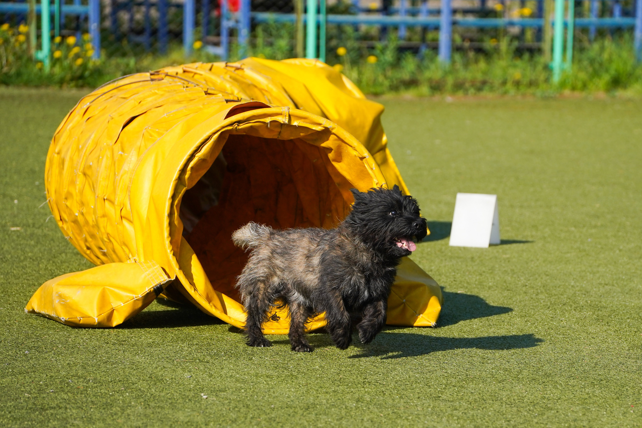 Аджилити 25.05.24, Санкт-Петербург. Фотограф-анималист Анастасия Большакова