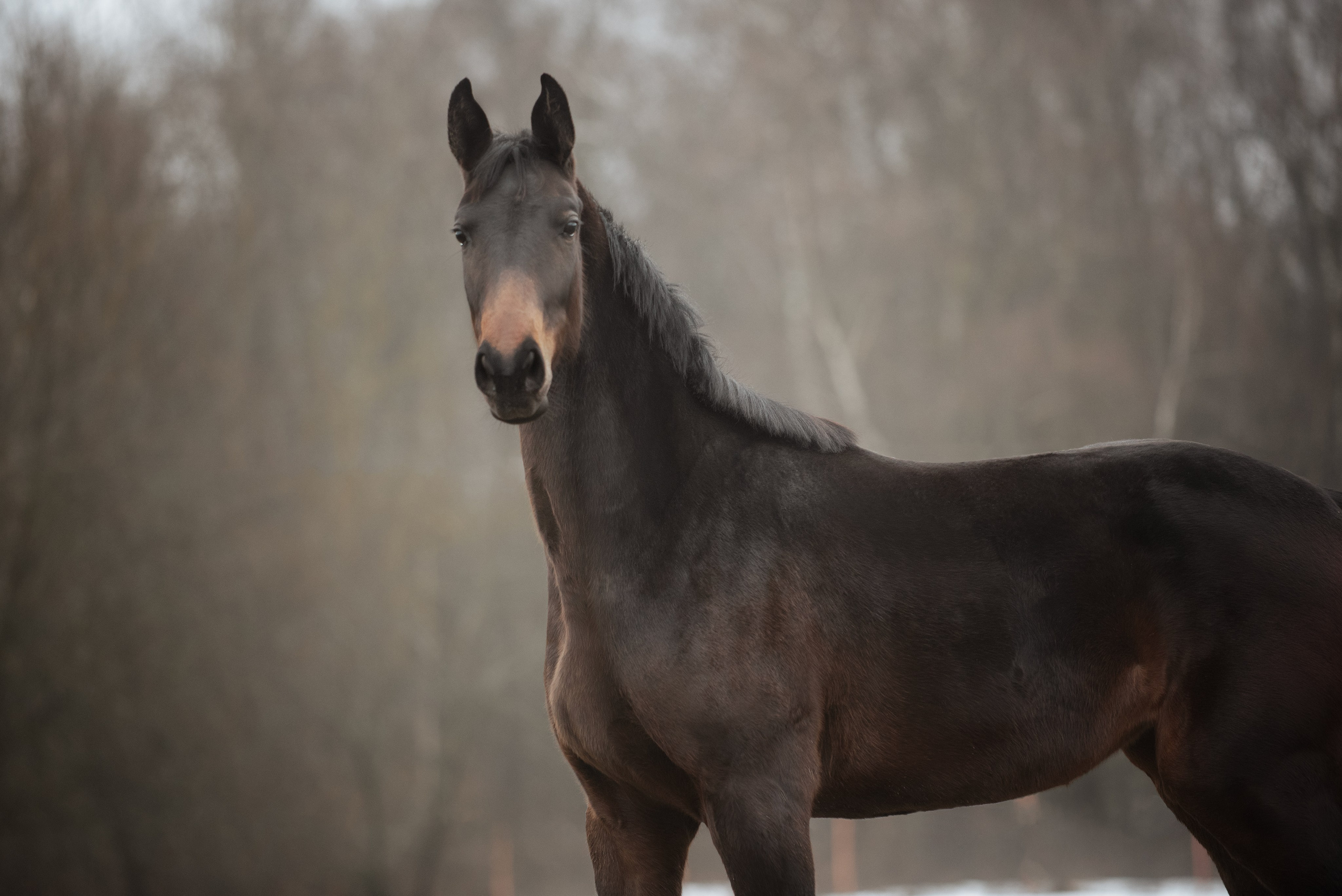 Мелкаши ЮНА. Куракина Дарья • Конный фотограф