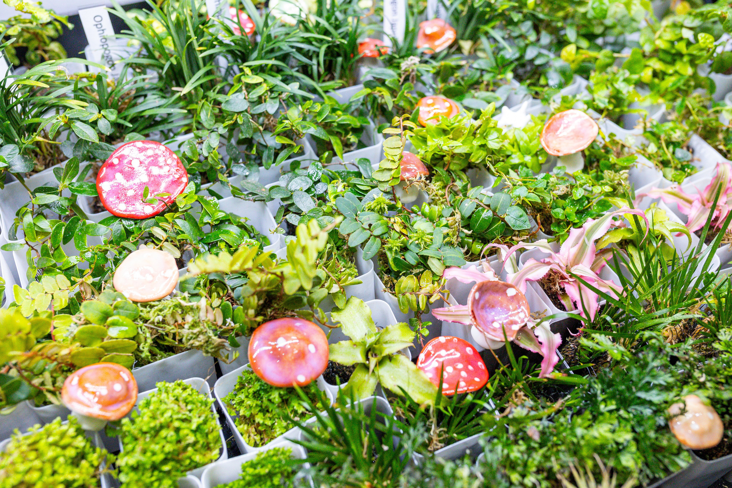 Монстериум 11–12 октября. Александра Куликова фотограф, Москва