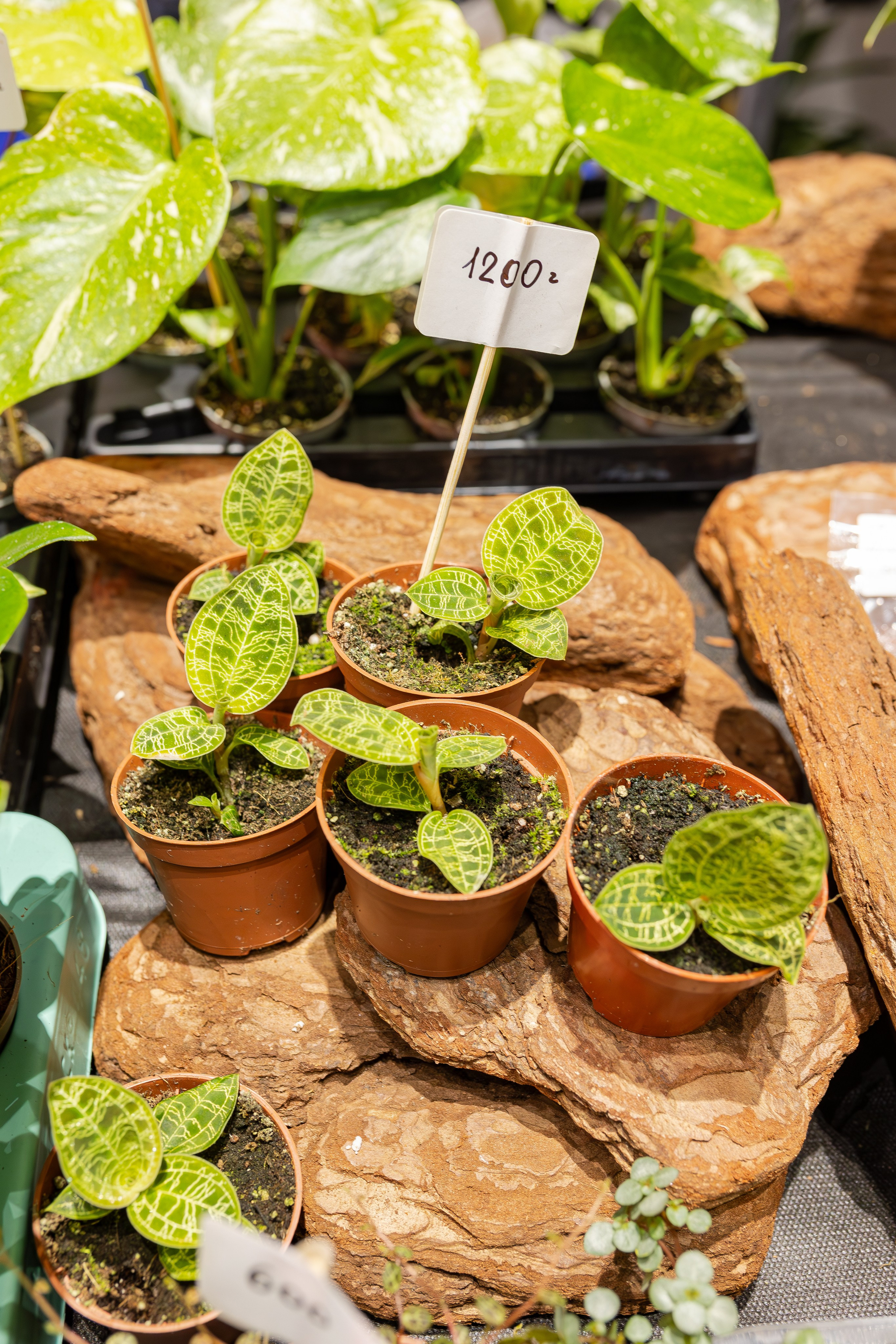 Монстериум апрель 2026. Александра Куликова фотограф, Москва