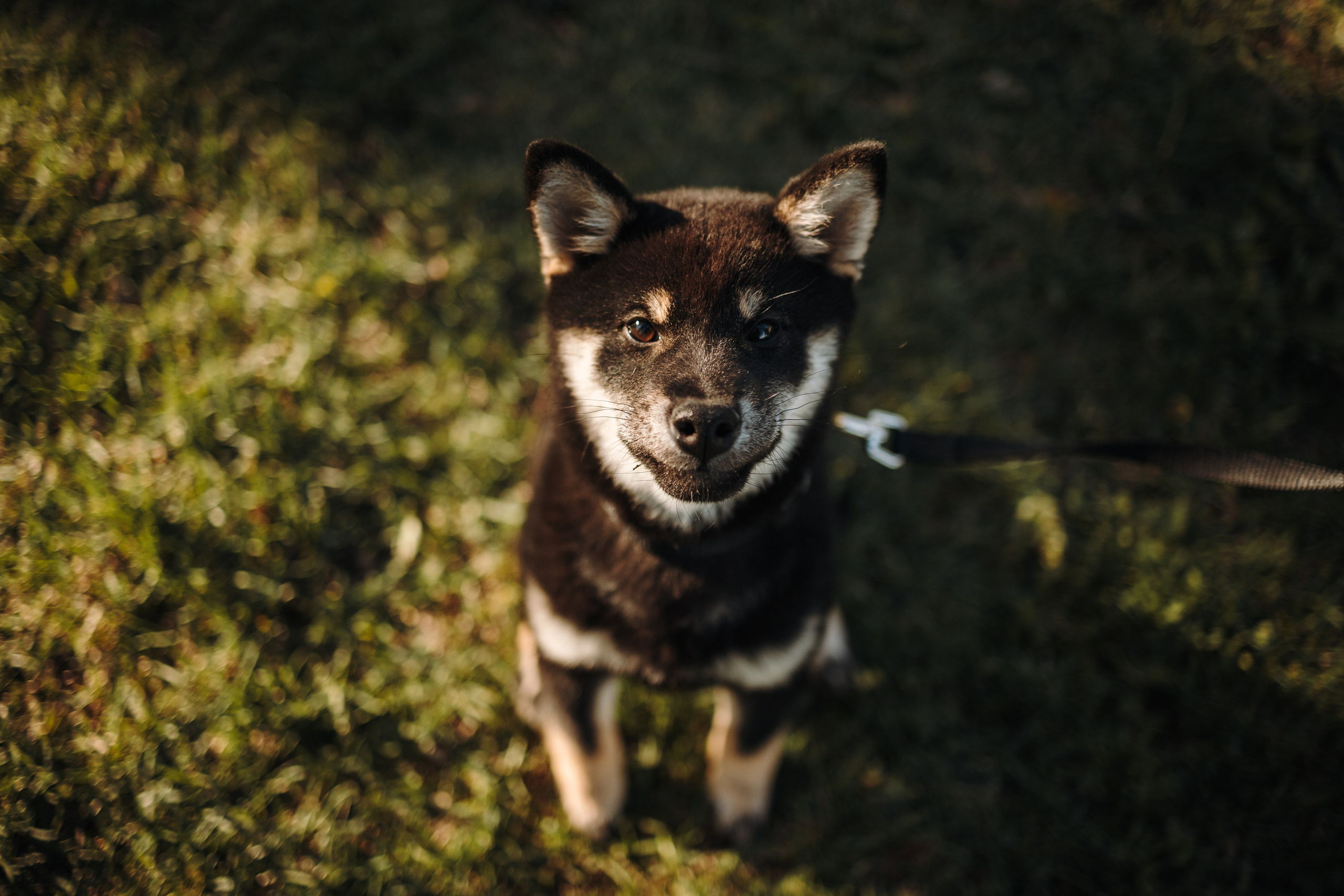 Даша и ее девочки. Фотограф — Анималист | Санкт-Петербург