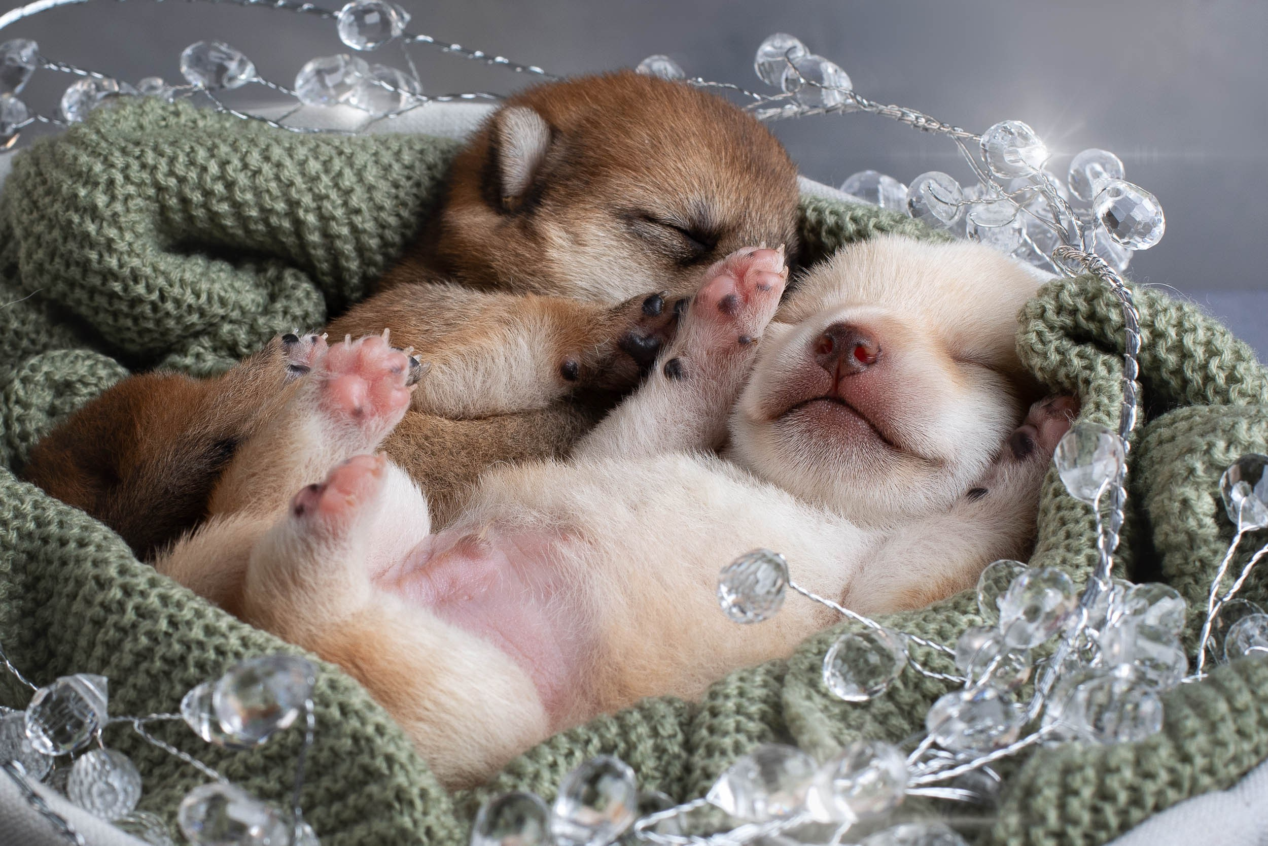 Двойняшки- фото щенков. Фотограф-анималист в Москве и Московской области Татьяна Фролова