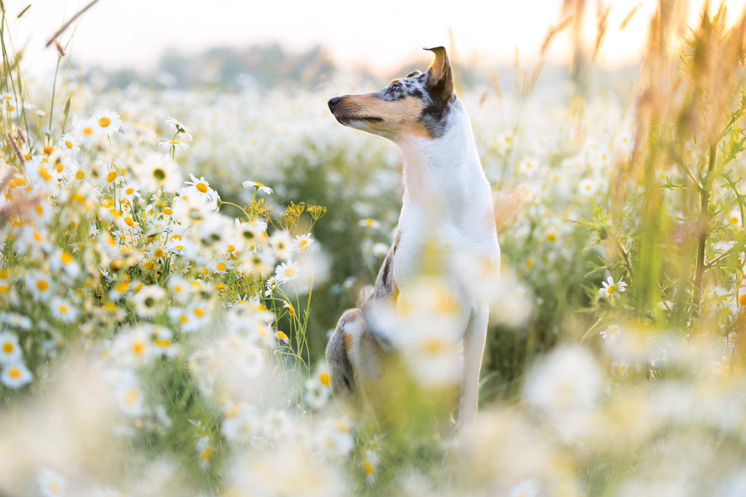 Фотограф-анималист в Москве и Московской области Татьяна Фролова