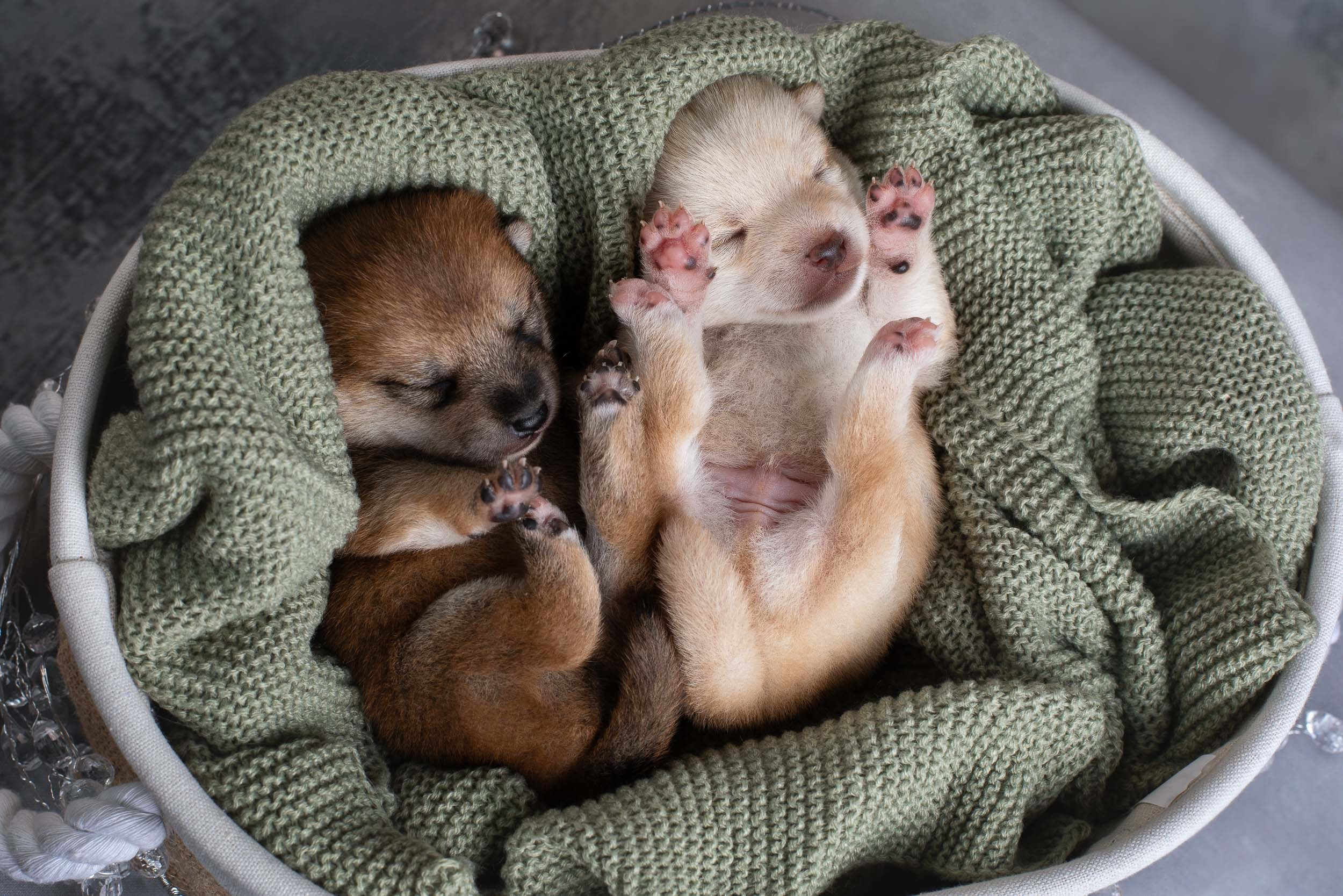 Двойняшки- фото щенков. Фотограф-анималист в Москве и Московской области Татьяна Фролова