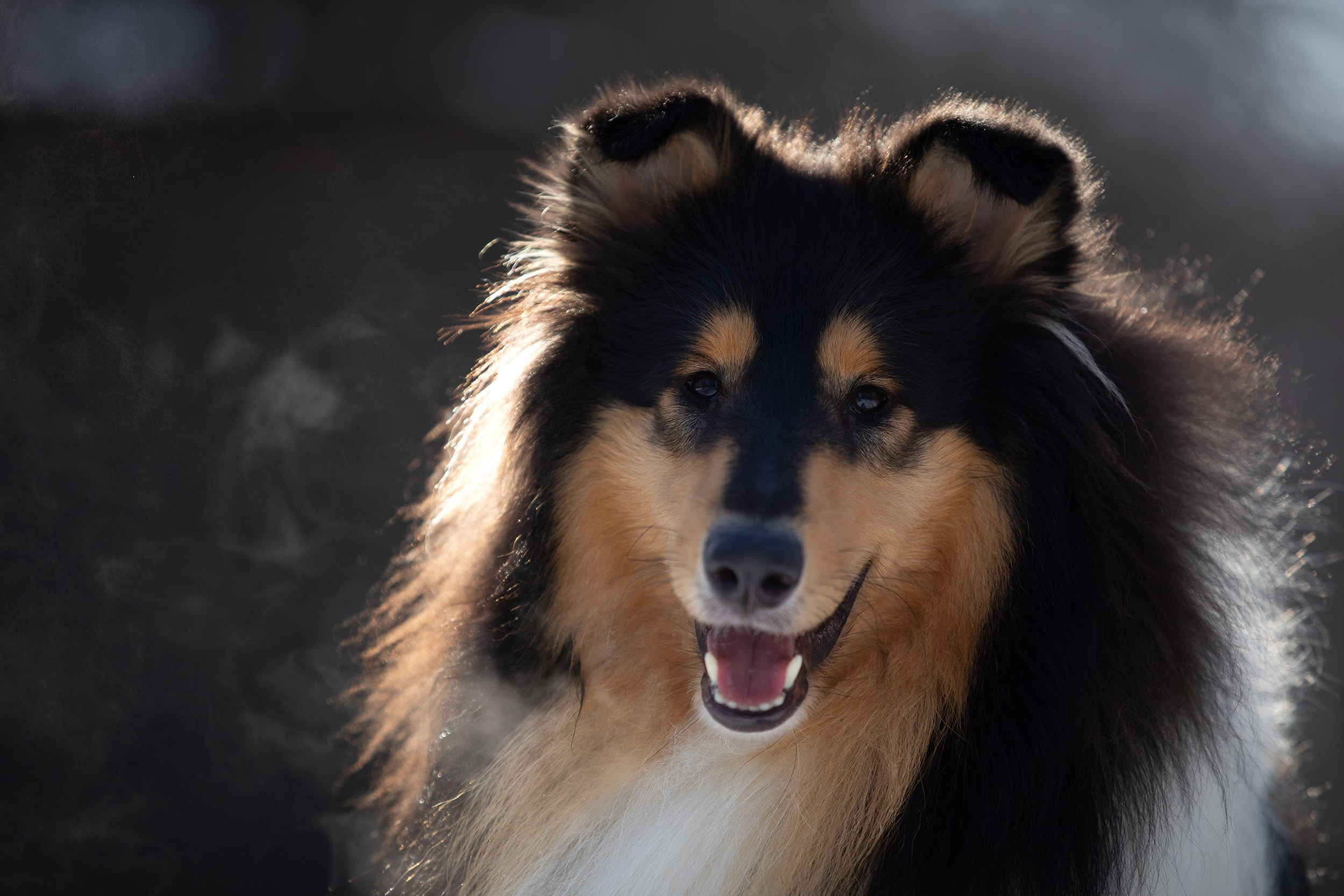 Фотопрогулка с собаками в Царицыно. Фотограф-анималист в Москве и Московской области Татьяна Фролова