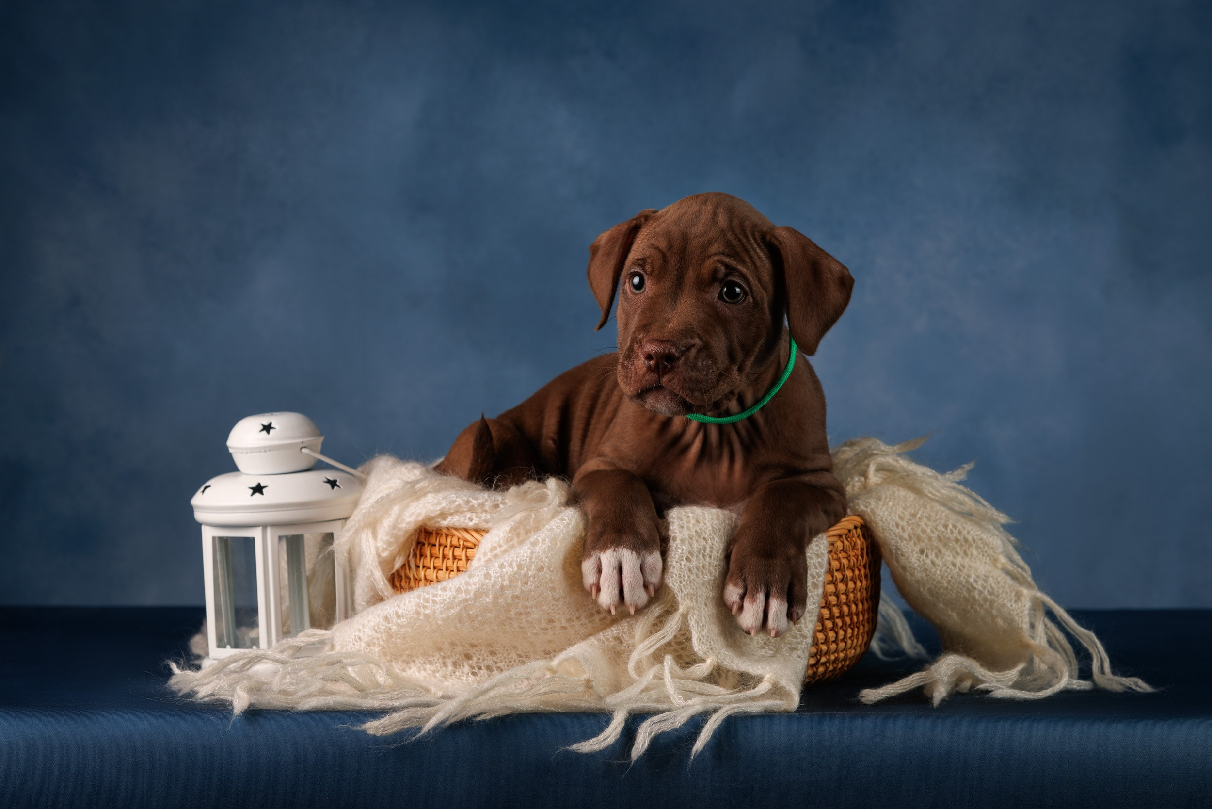 Съемка щенков АПБТ. Фотограф-анималист в Москве и Московской области Татьяна Фролова