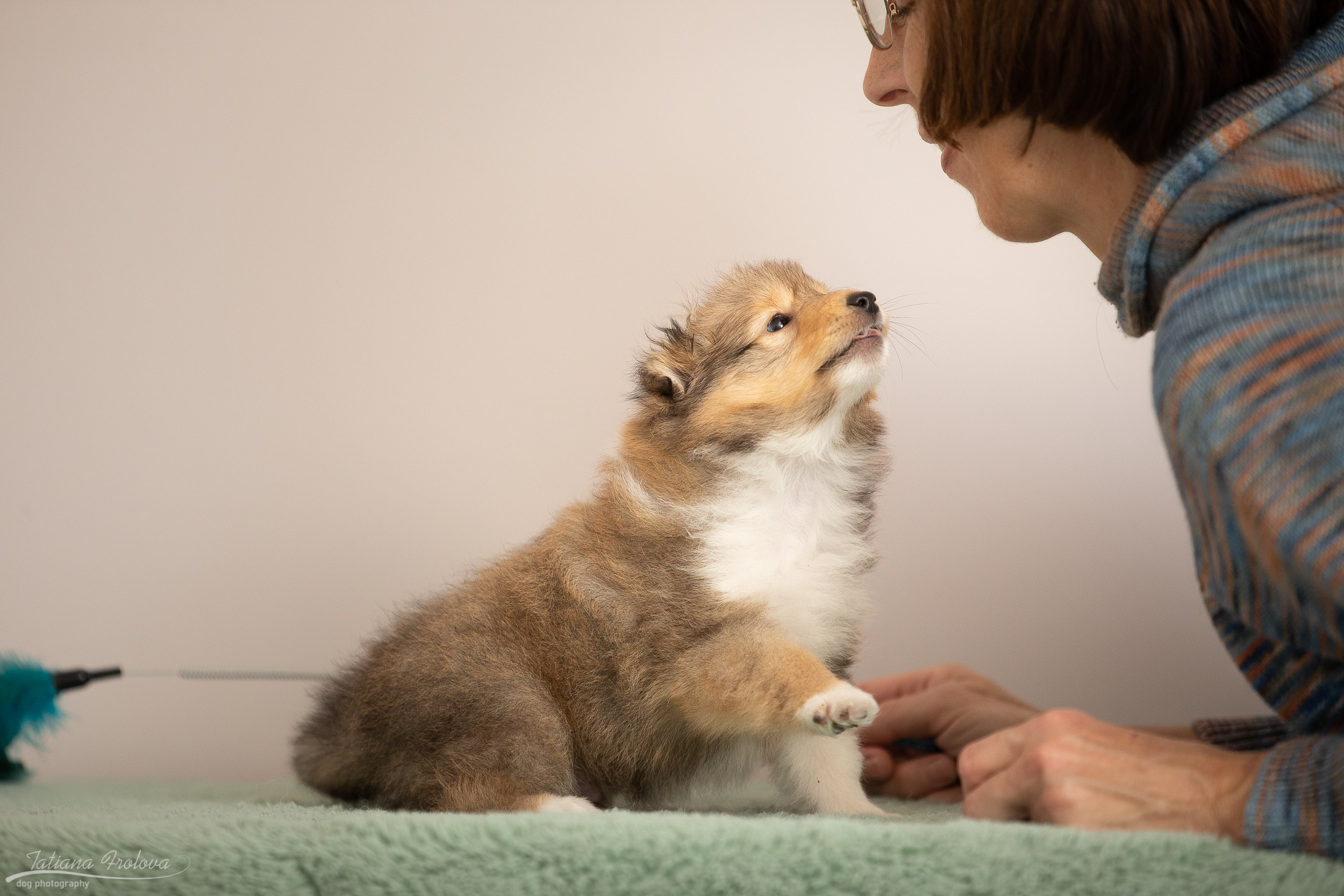 Съёмка щенков дома. Фотограф-анималист в Москве и Московской области Татьяна Фролова