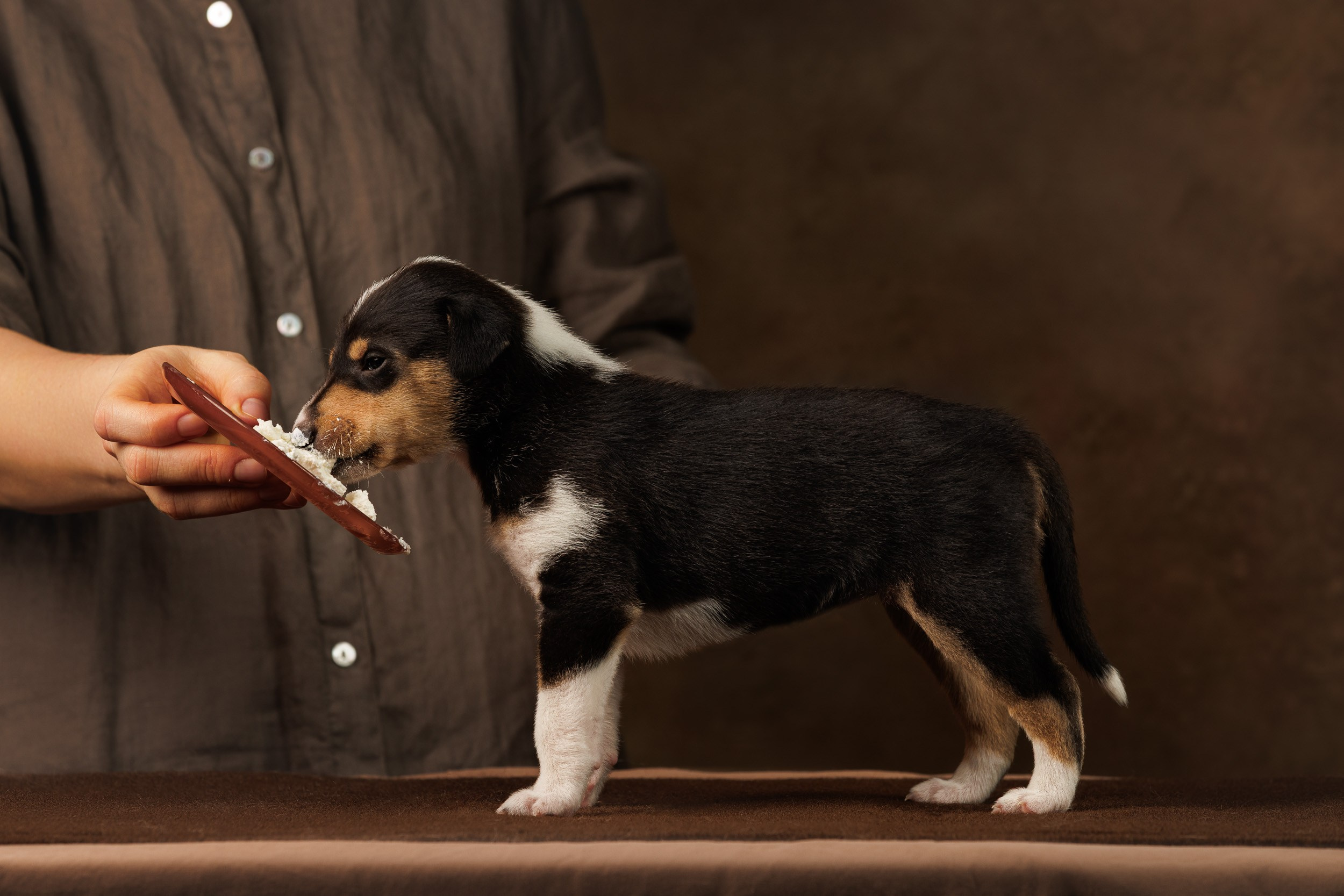Триколор на коричневом. Фотограф-анималист в Москве и Московской области Татьяна Фролова