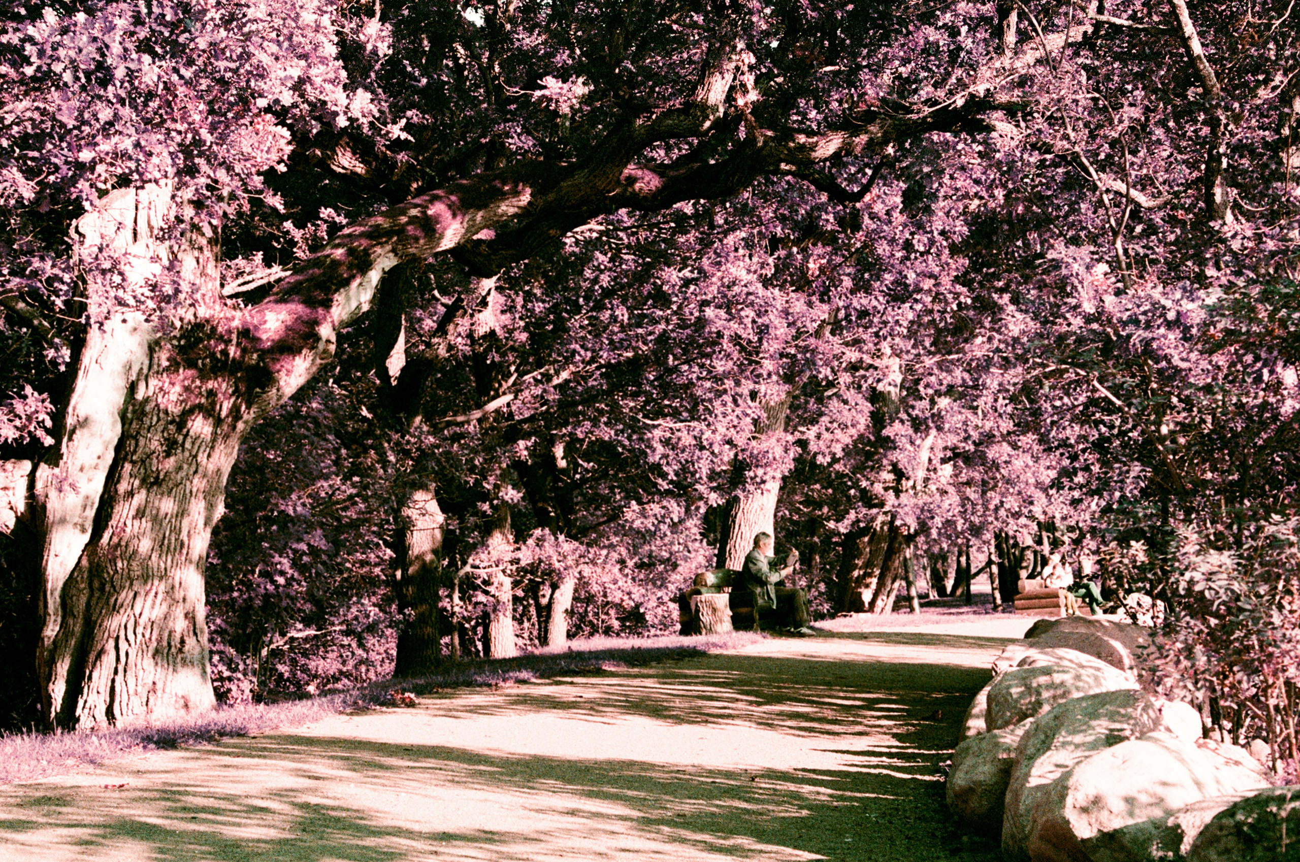 Lomochrome Purple. Варвара Цымбал