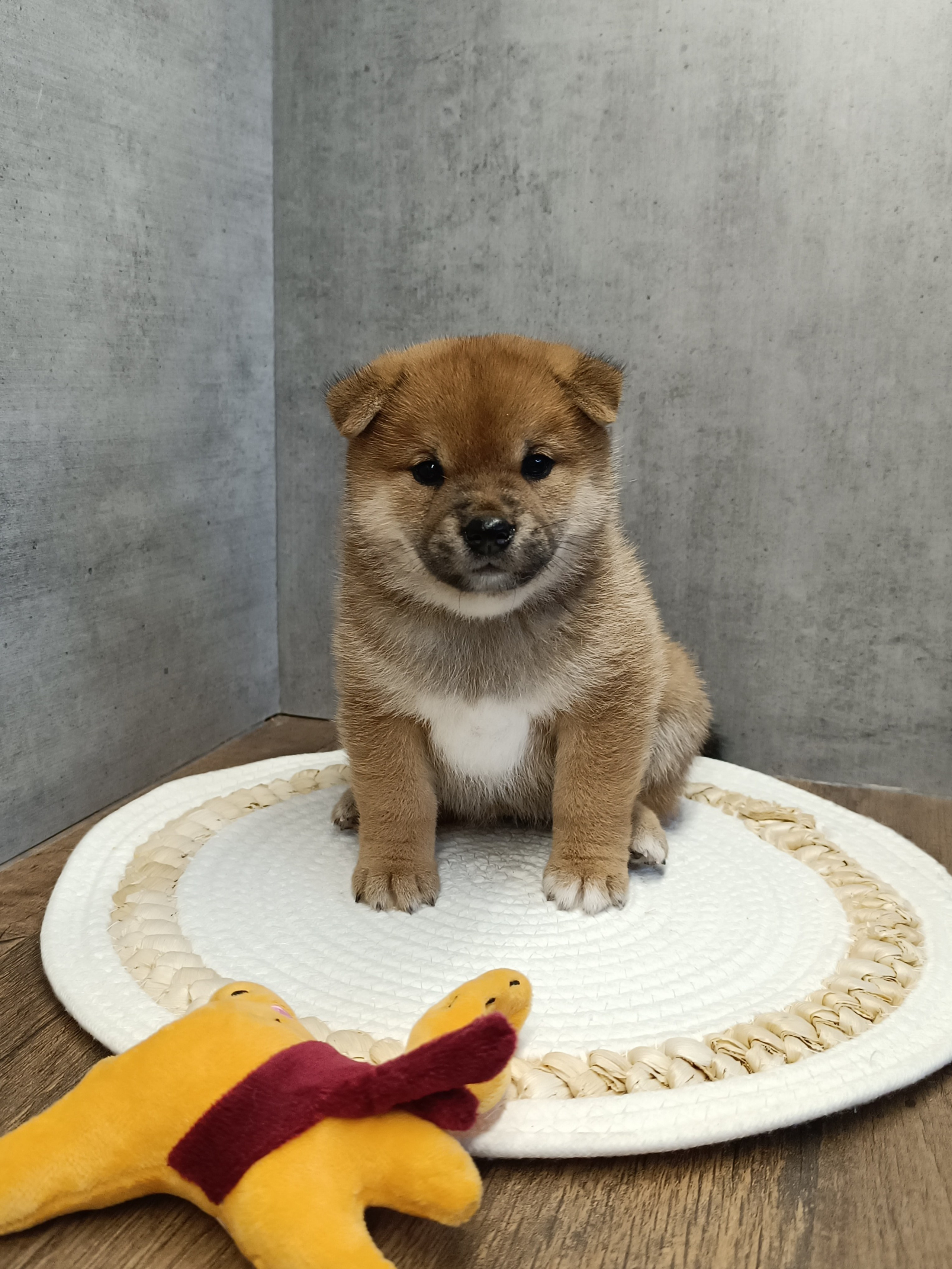Rubylight Hattie. AMERICAN AKITA RUBYLIGHT KENNEL I SHIBA-INU