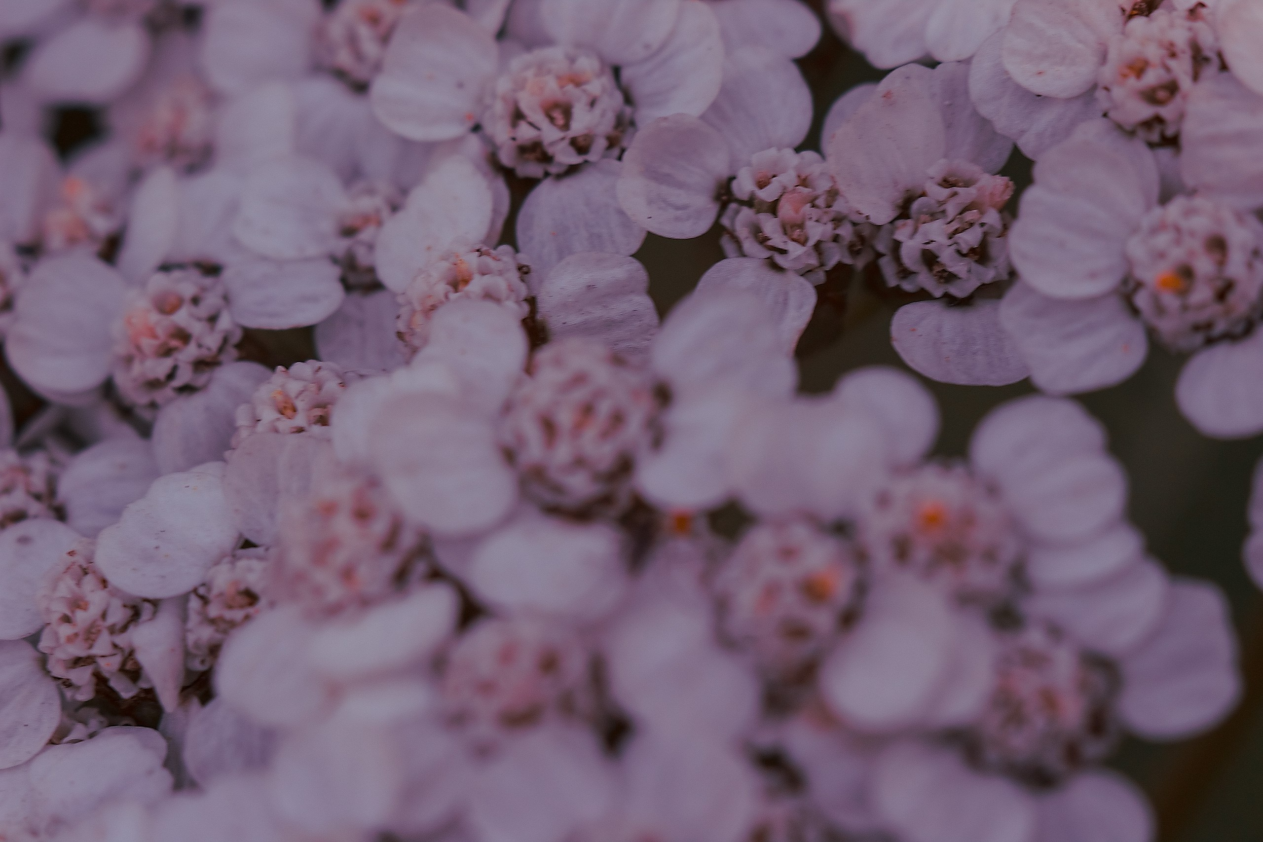 Великое в Малом. Аmat Victoria Сuram