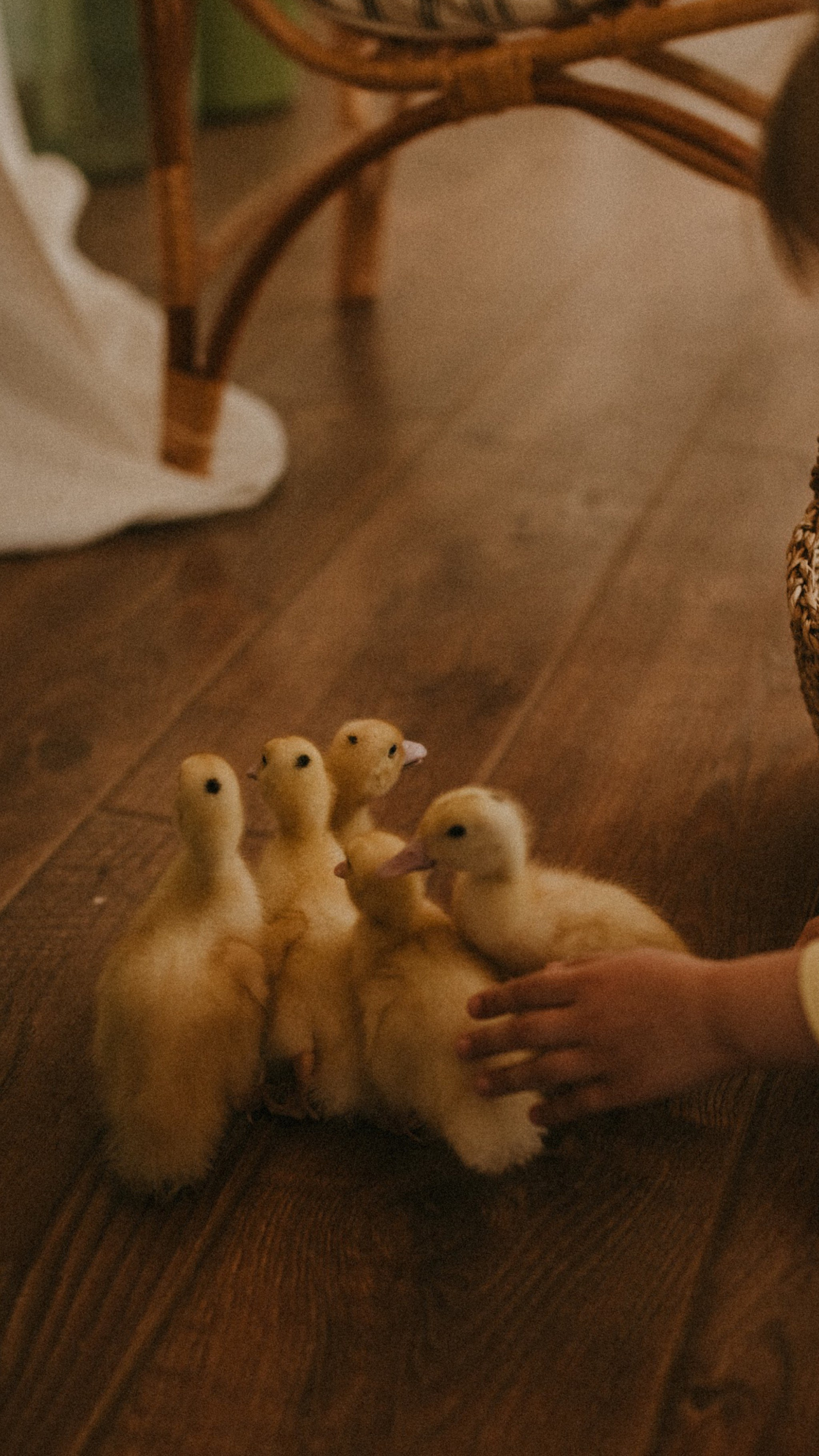 Фотосессии с утятами. Семейный фотограф в Москве Екатерина Денисенко | Фотосессии без постановки дома и в студии