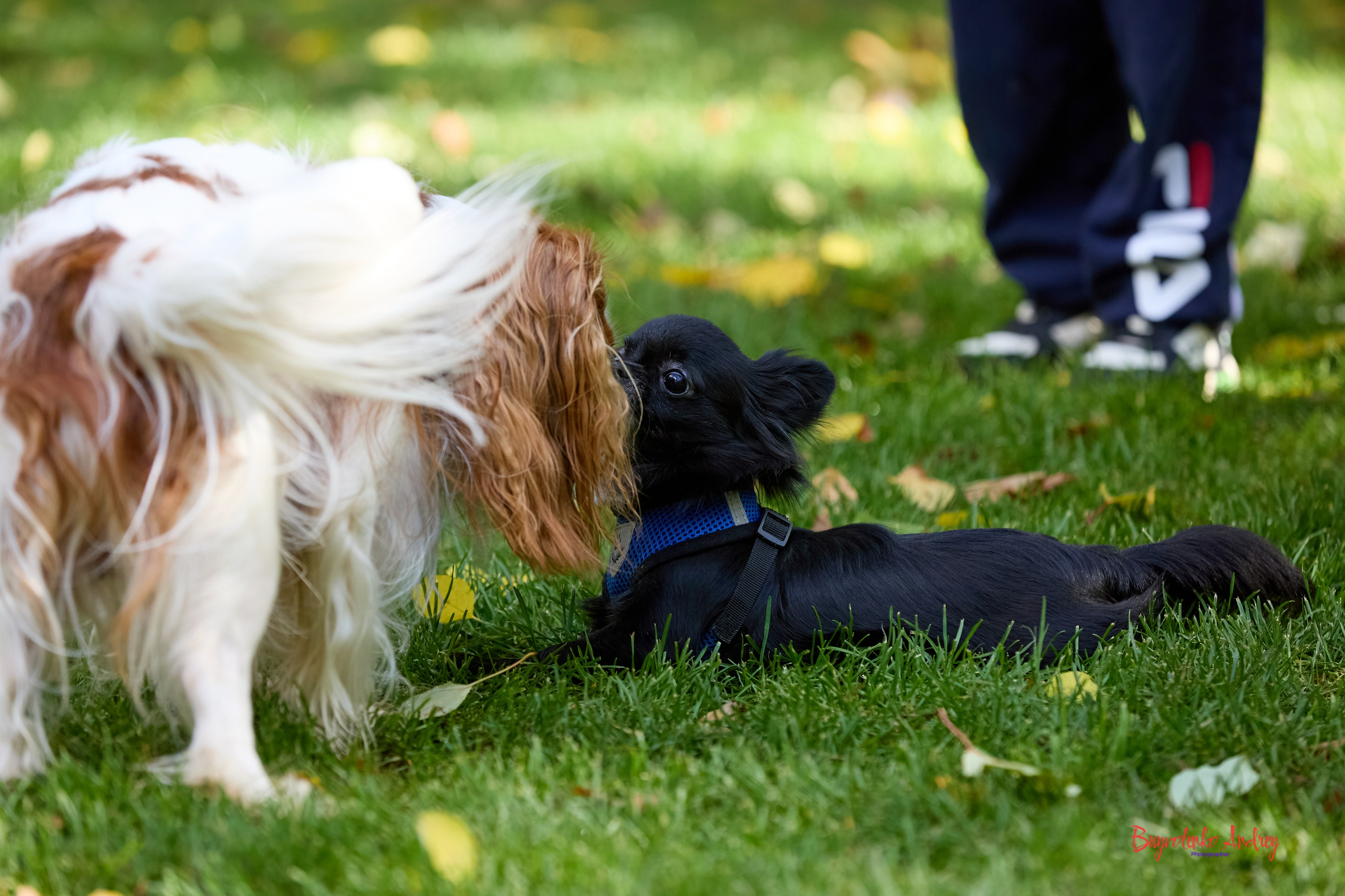 Фотопрогулка с кавалерами. Buyvolenko Andrey