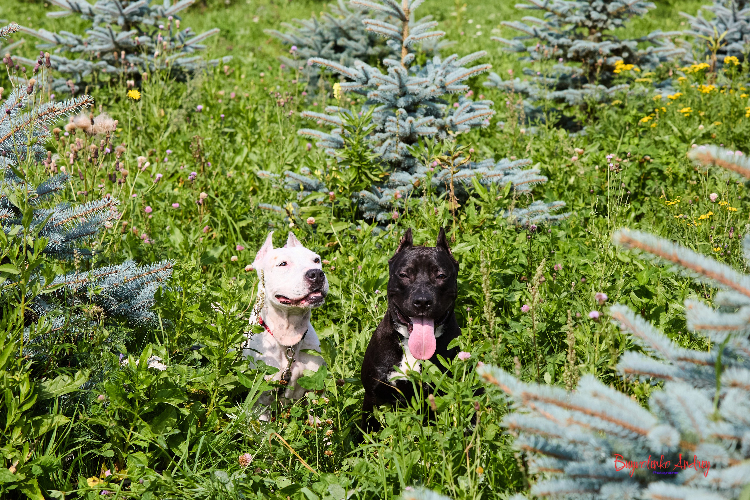 Проект фотопрогулка с хвостиком. Buyvolenko Andrey