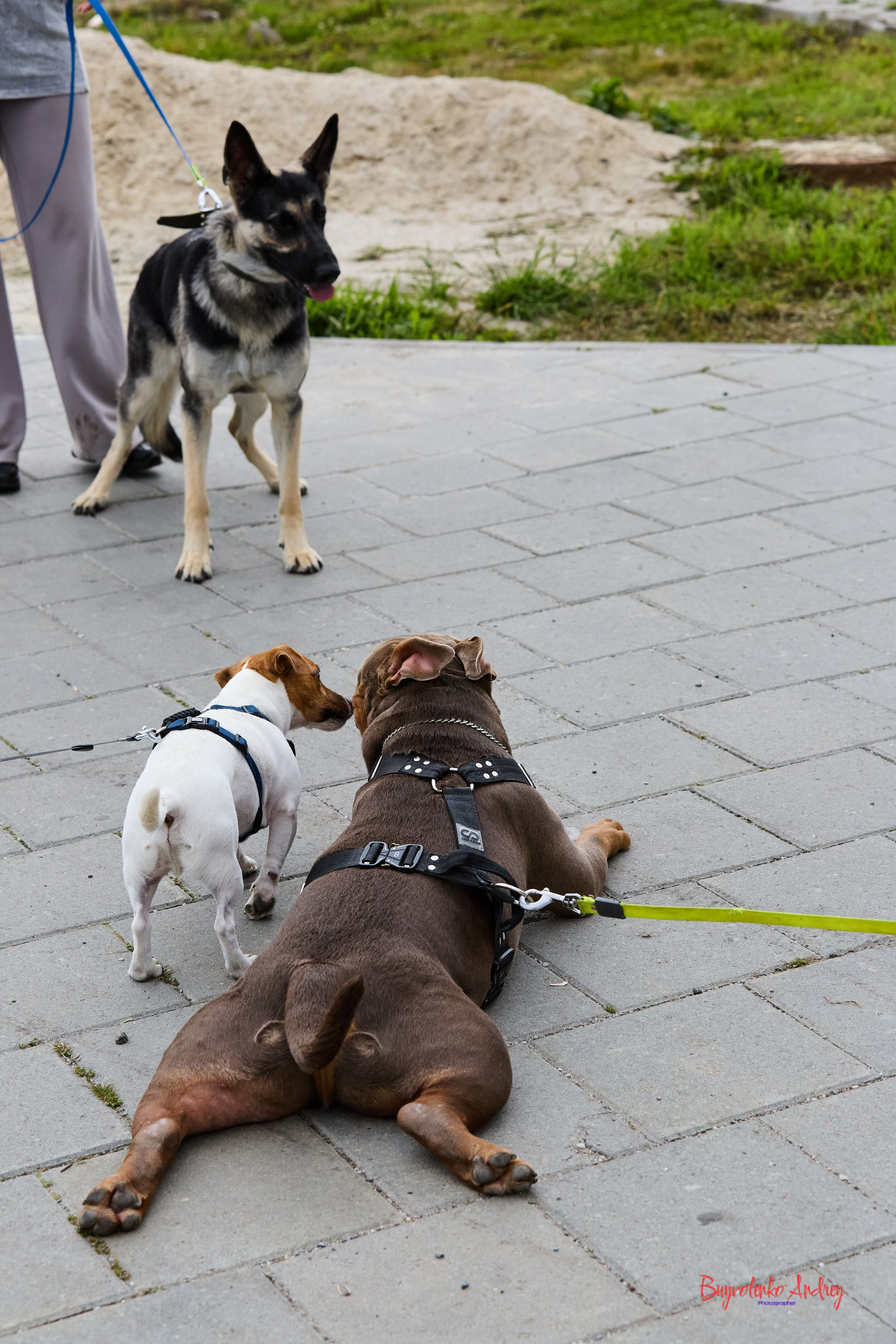 Проект фотопрогулка с хвостиком. Buyvolenko Andrey