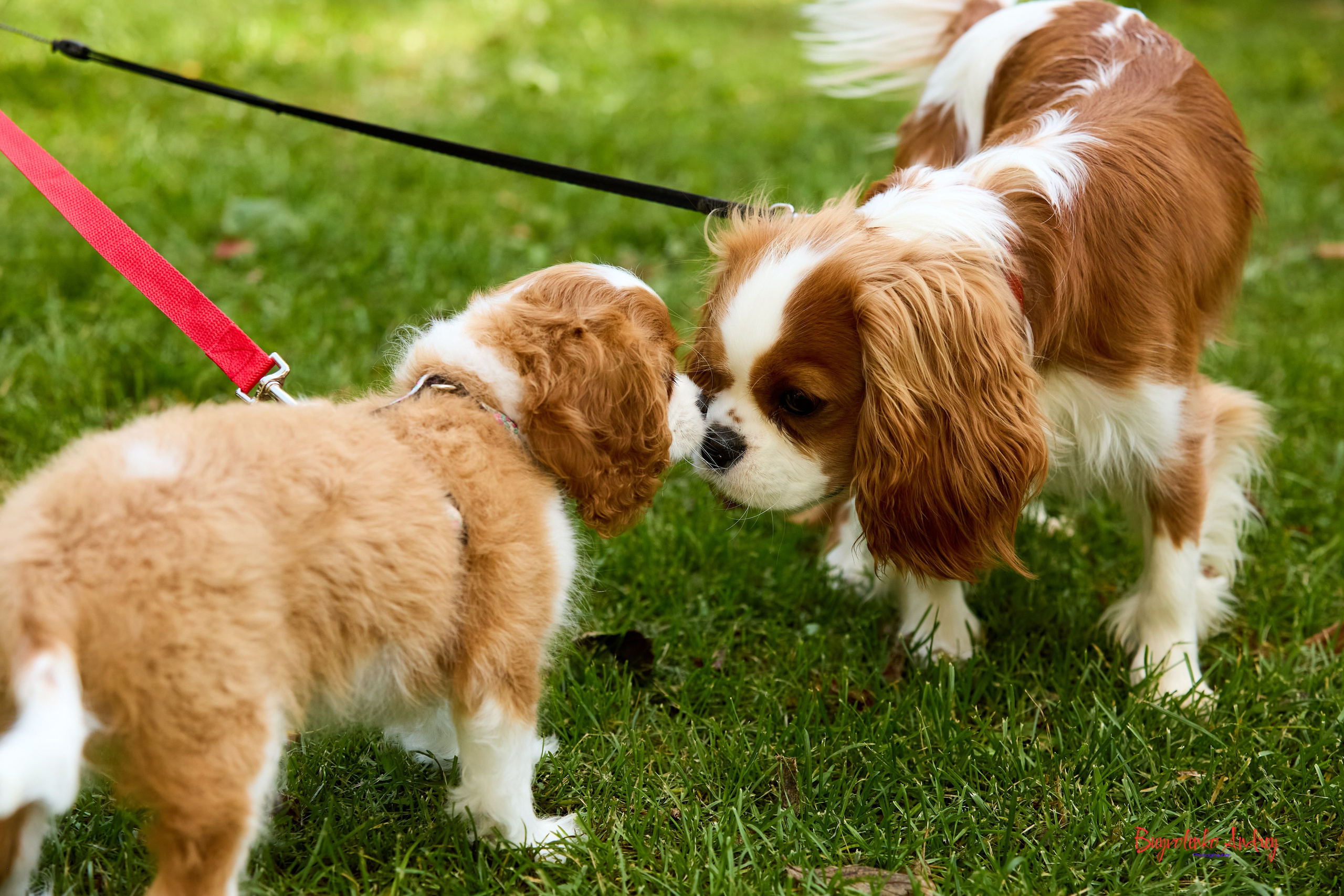 Фотопрогулка с кавалерами. Buyvolenko Andrey