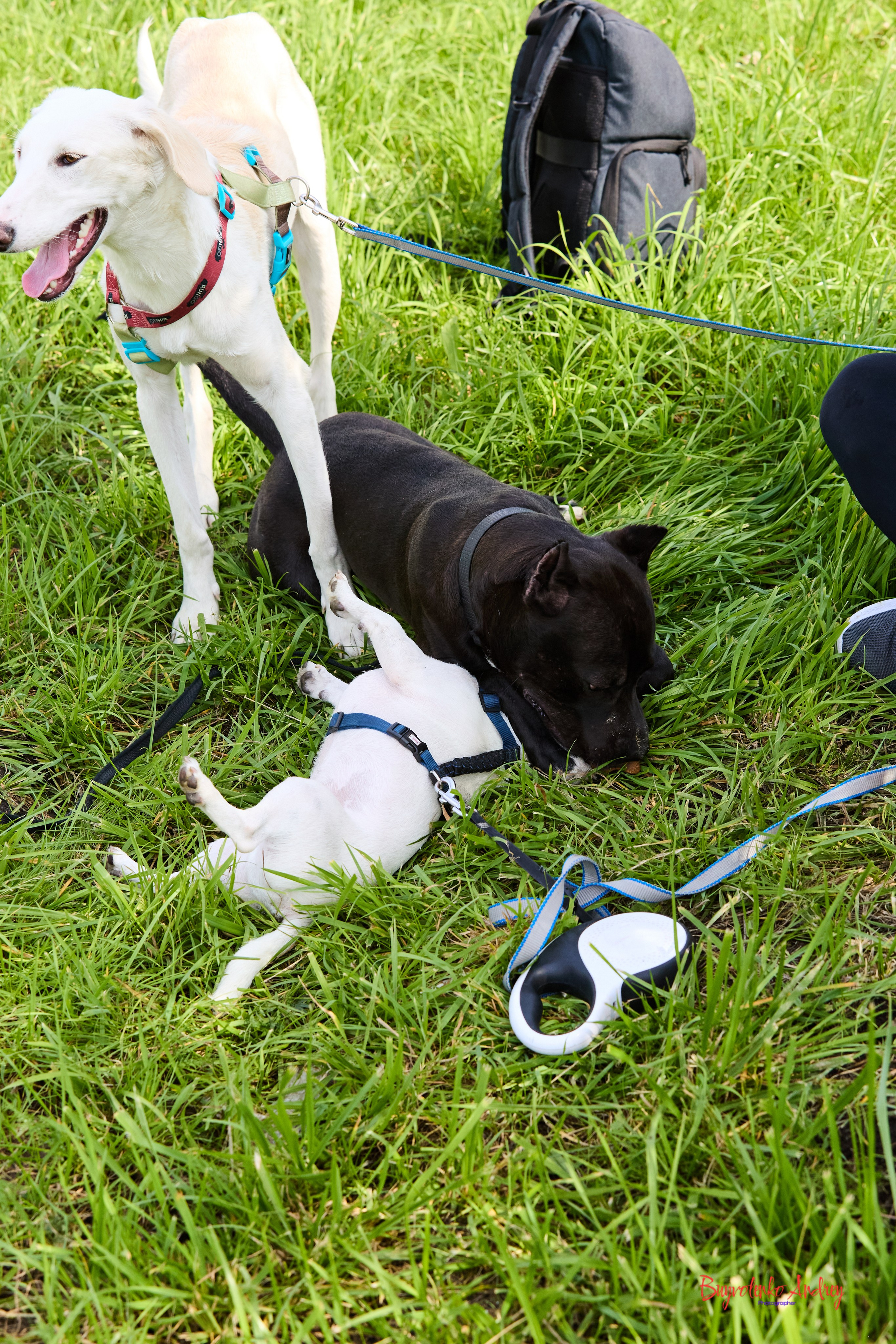 Проект фотопрогулка с хвостиком. Buyvolenko Andrey