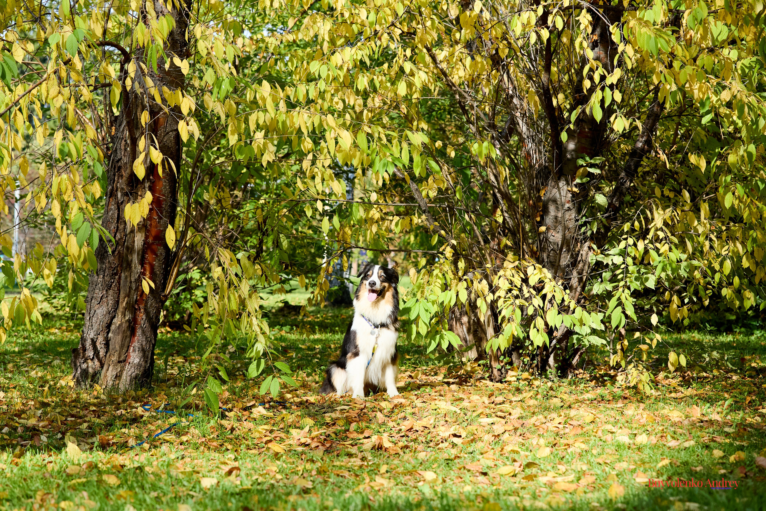 Басенджи и Аусси 21.09.2025. Buyvolenko Andrey