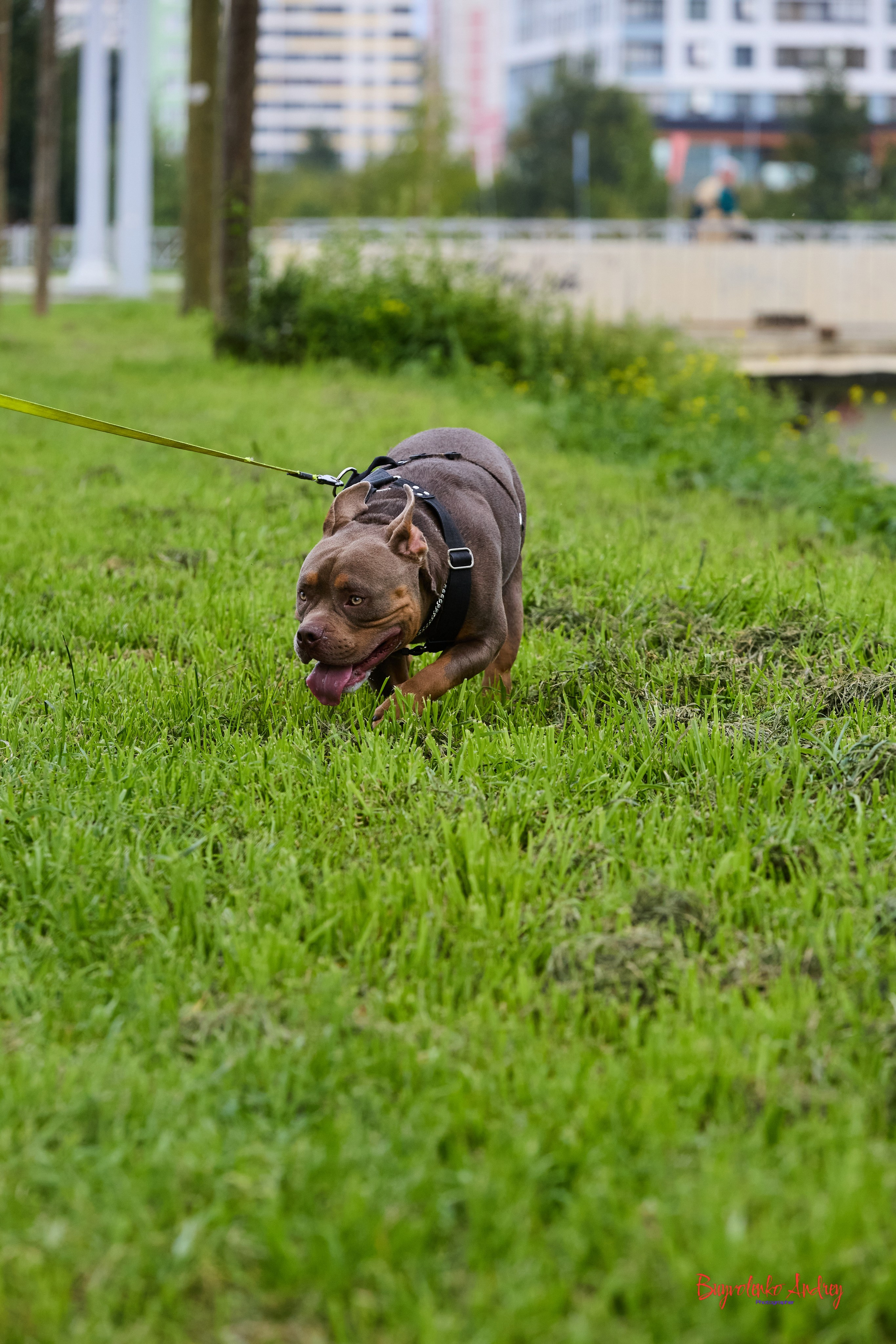 Проект фотопрогулка с хвостиком. Buyvolenko Andrey