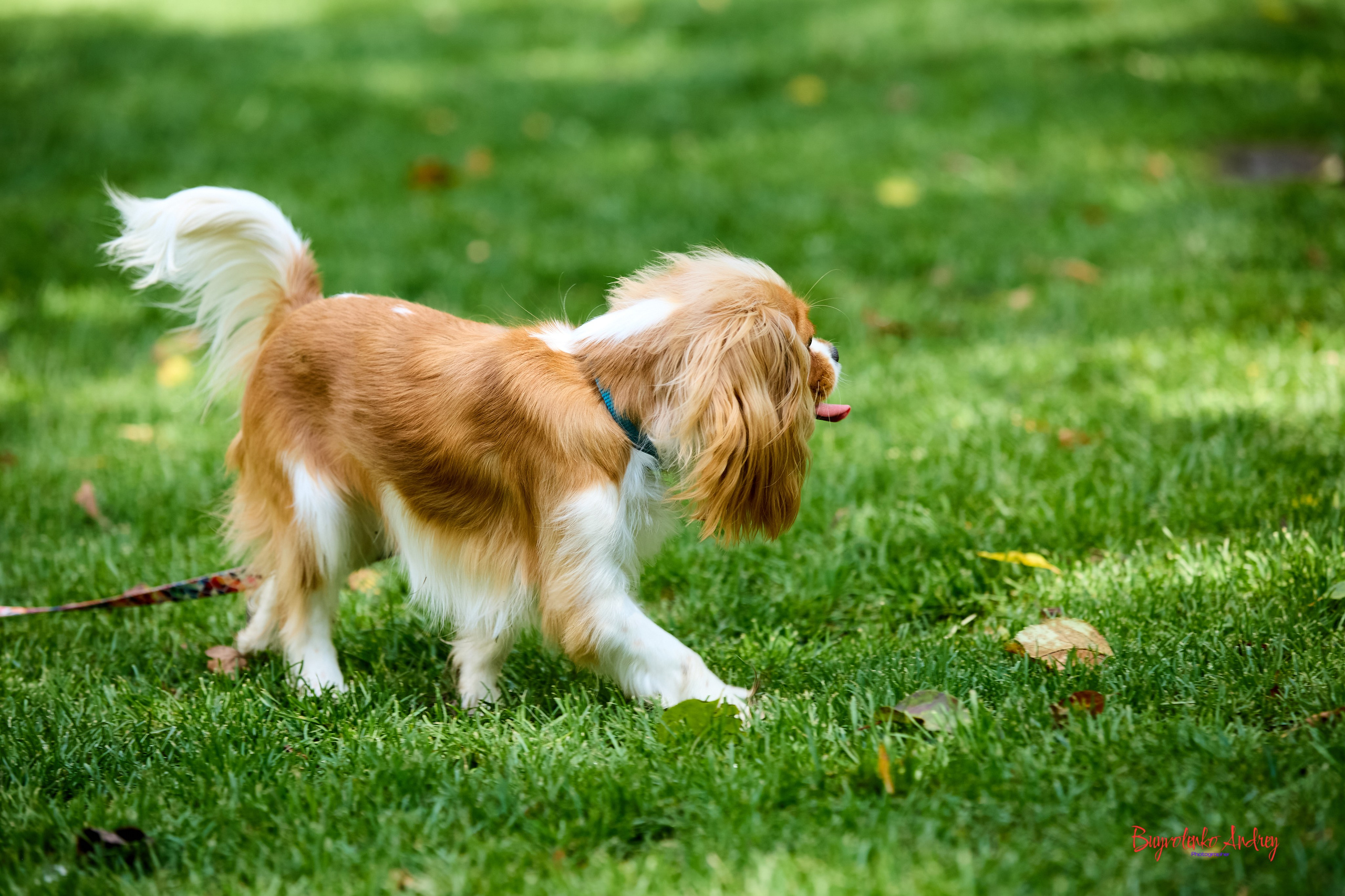 Фотопрогулка с кавалерами. Buyvolenko Andrey