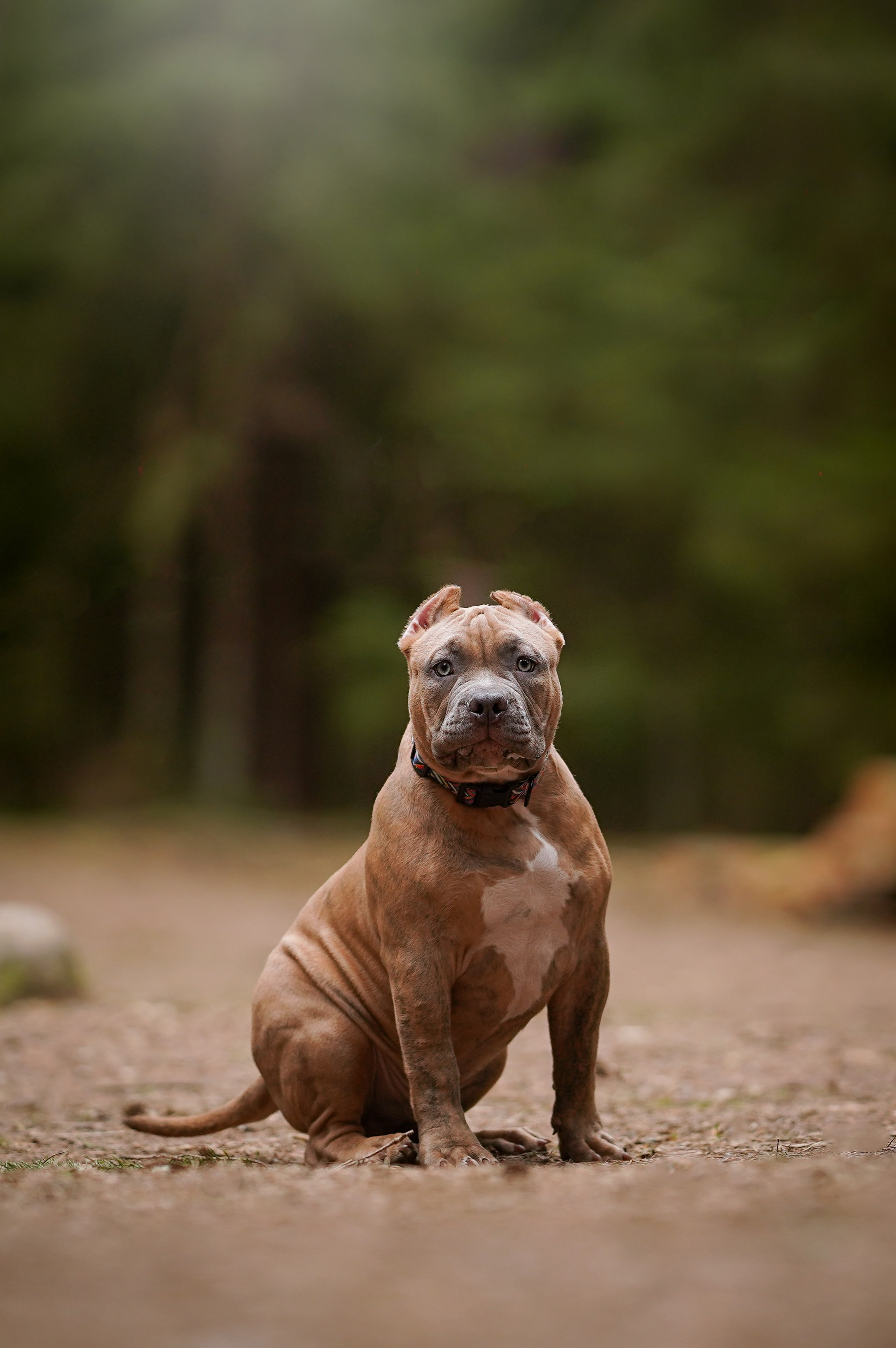 Щенки булли. Фотограф-анималист в Санкт-Петербурге Яна Мартынова