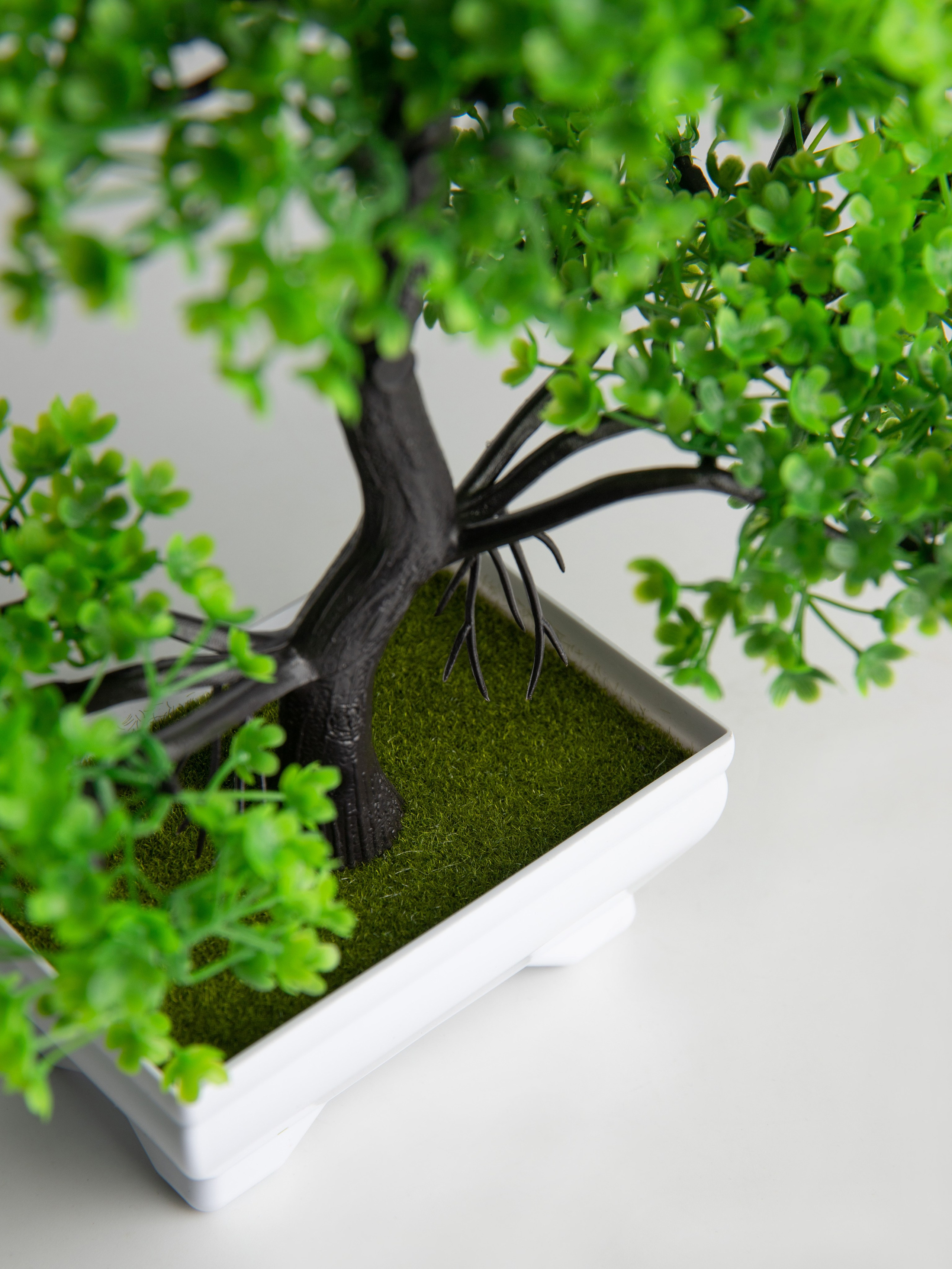 Декоративные деревья. Коммерческий фотограф в Санкт-Петербурге (СПб) Екатерина Панчёха, Панчёшка