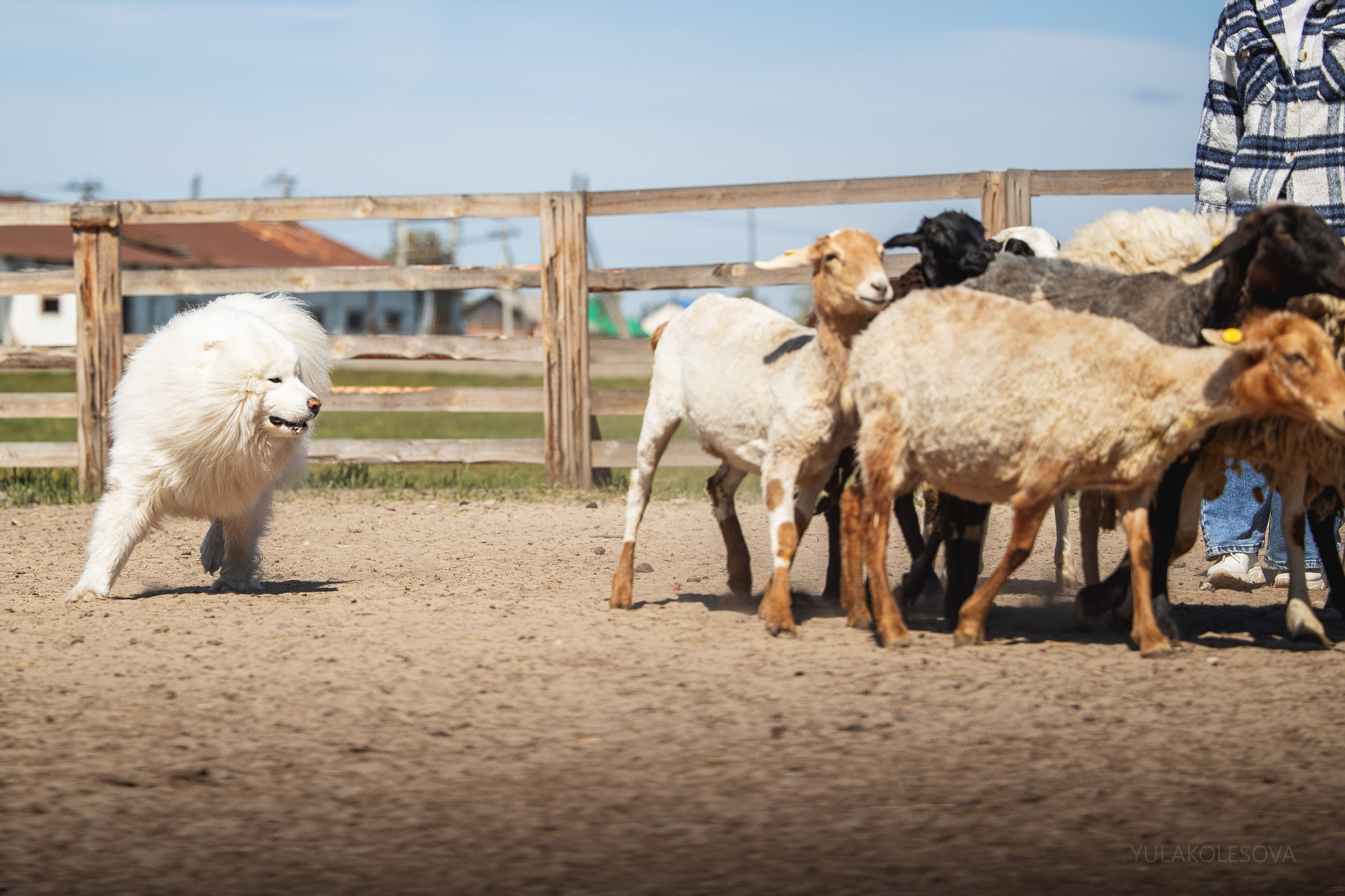 День самоедов 25.05.2024. YULA KOLESOVA | Фотограф — Анималист | Художник | Тюмень
