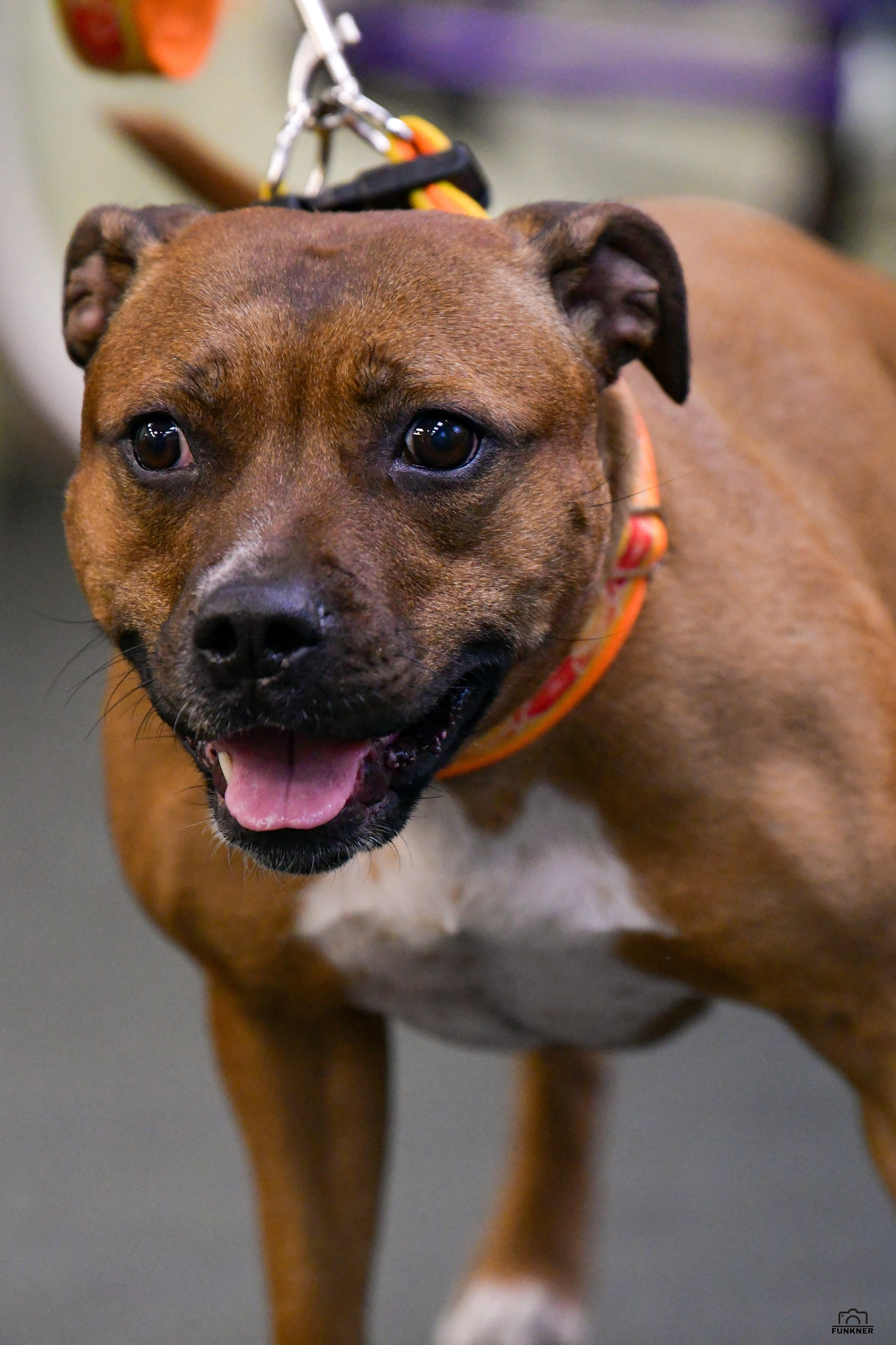 Кинологический клуб «Бодрый хвост». Свой взгляд через объектив