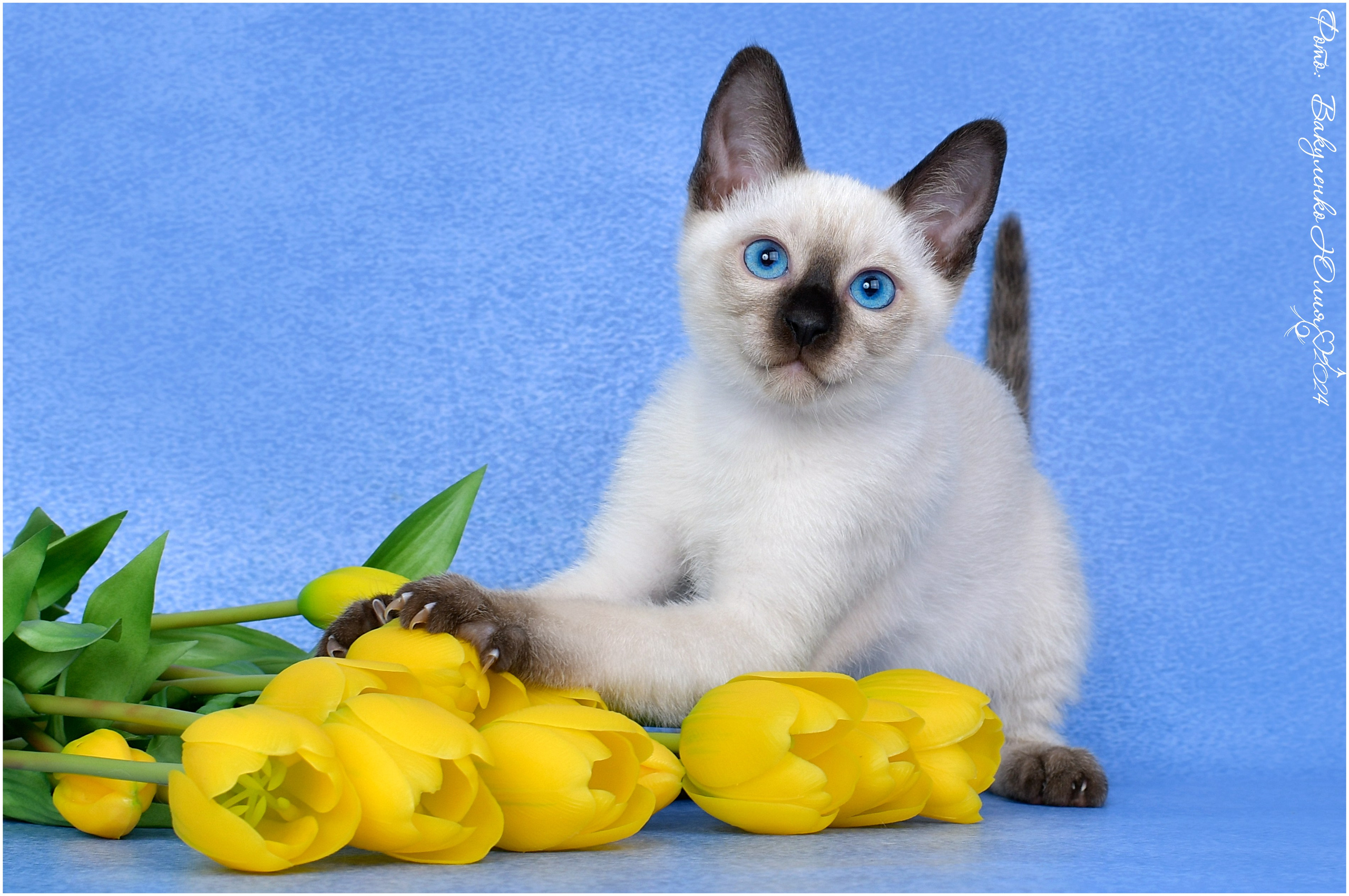 Котята. Фотограф анималист | семейный Юлия Вакуленко, г. Краснодар