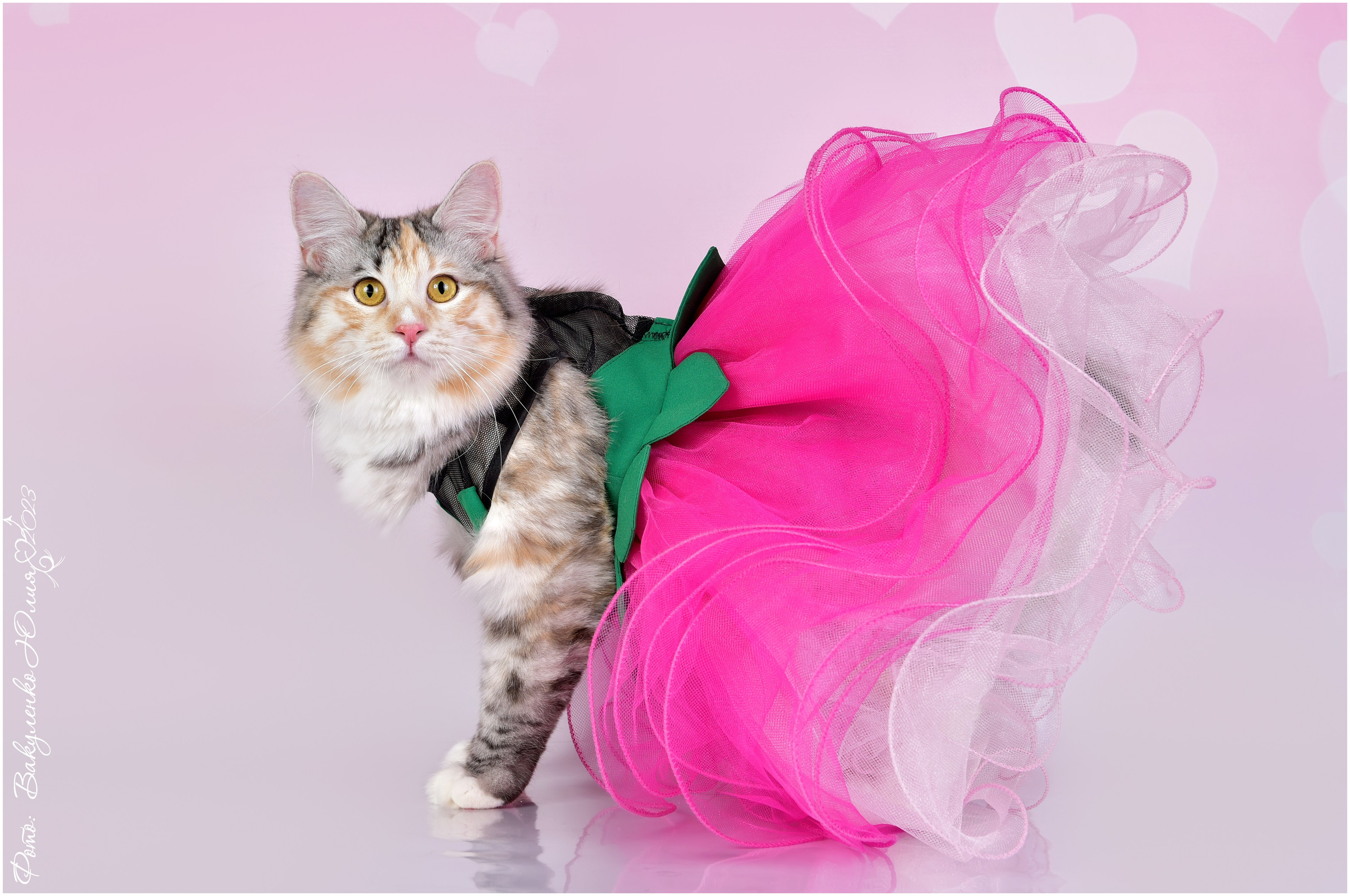 Взрослые. Фотограф анималист | семейный Юлия Вакуленко, г. Краснодар