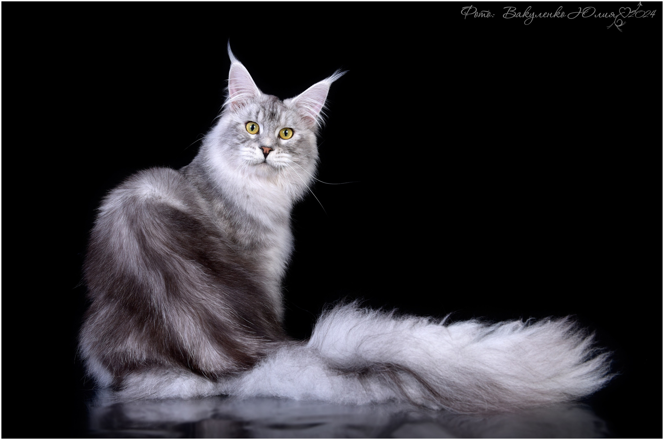 Взрослые. Фотограф анималист | семейный Юлия Вакуленко, г. Краснодар