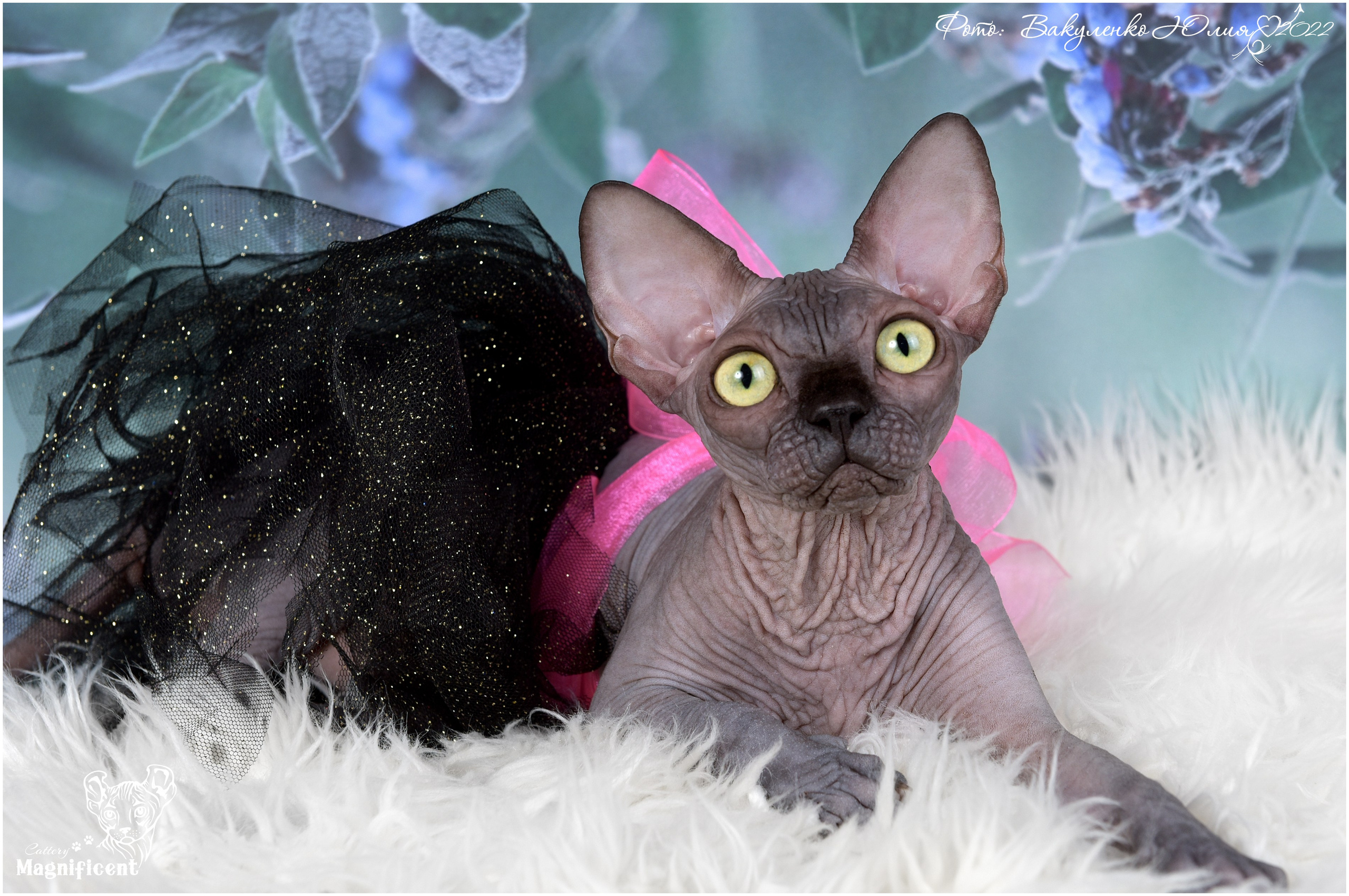 Взрослые. Фотограф анималист | семейный Юлия Вакуленко, г. Краснодар