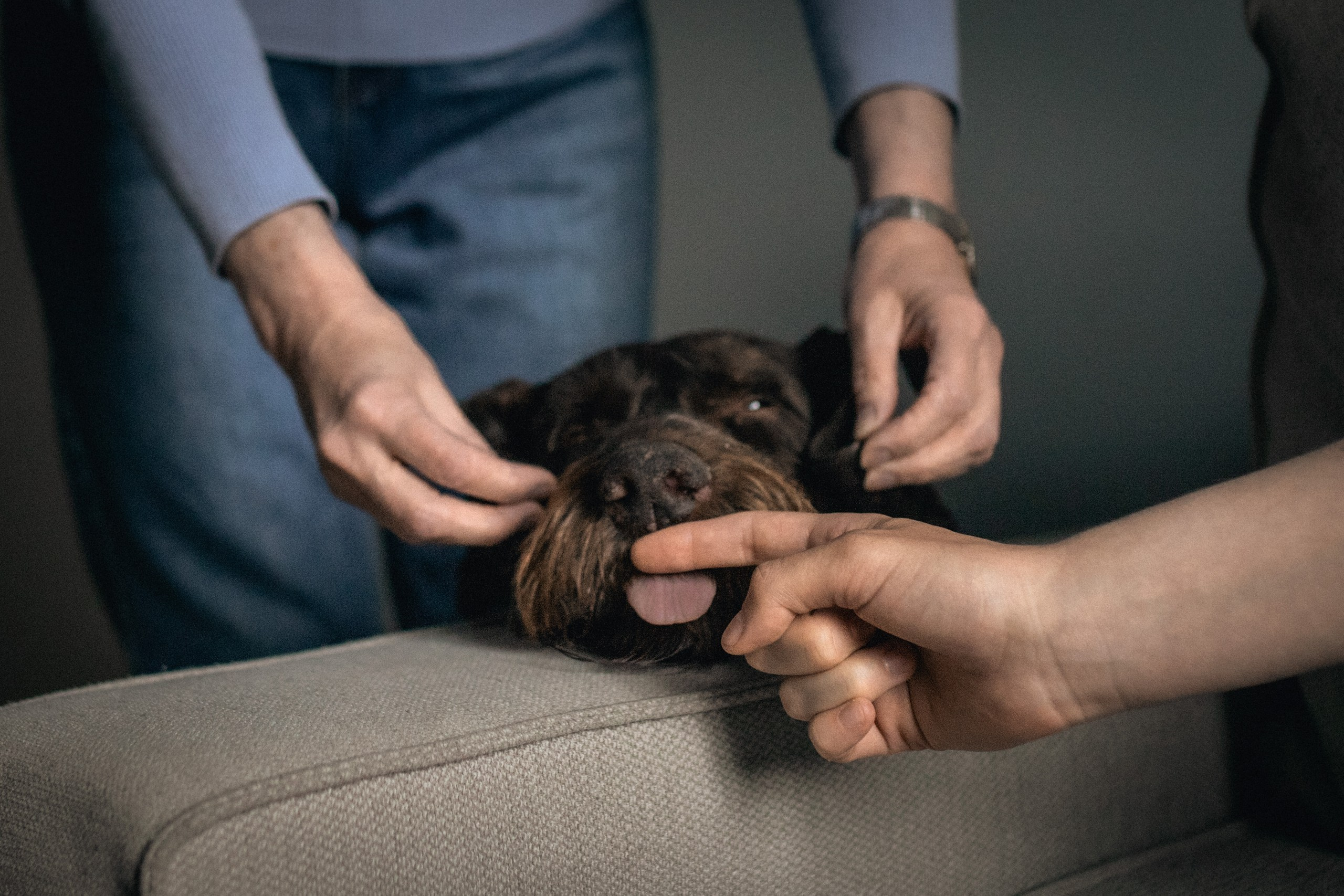 Домашние фотоссессии Всеволожск. Семейный и детский фотограф во Всеволосжке Людмила Квасова