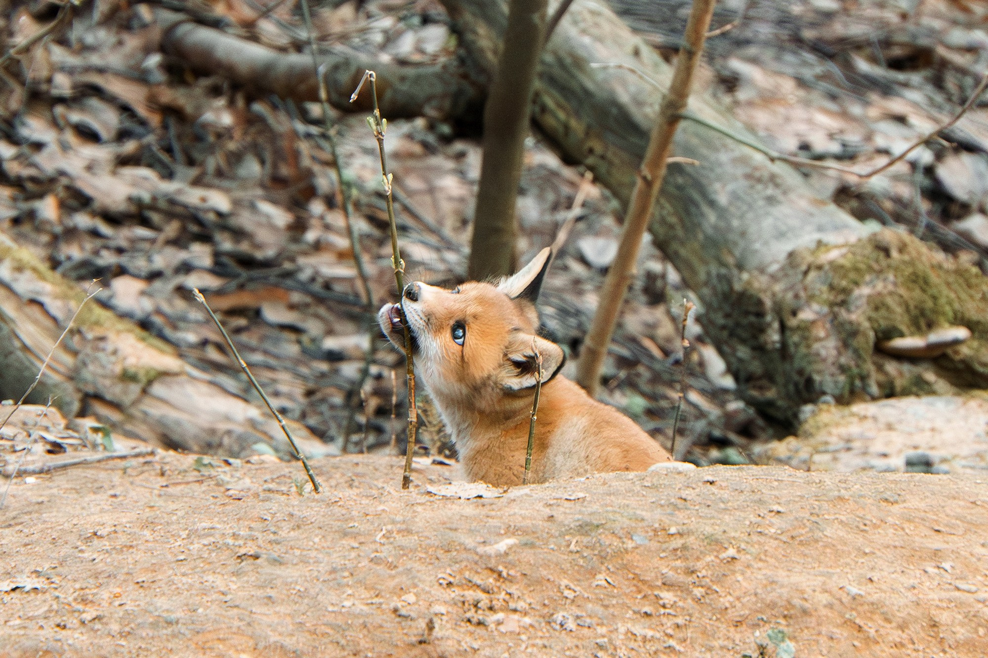 Животные. Ваш личный фотограф Марина Волкова