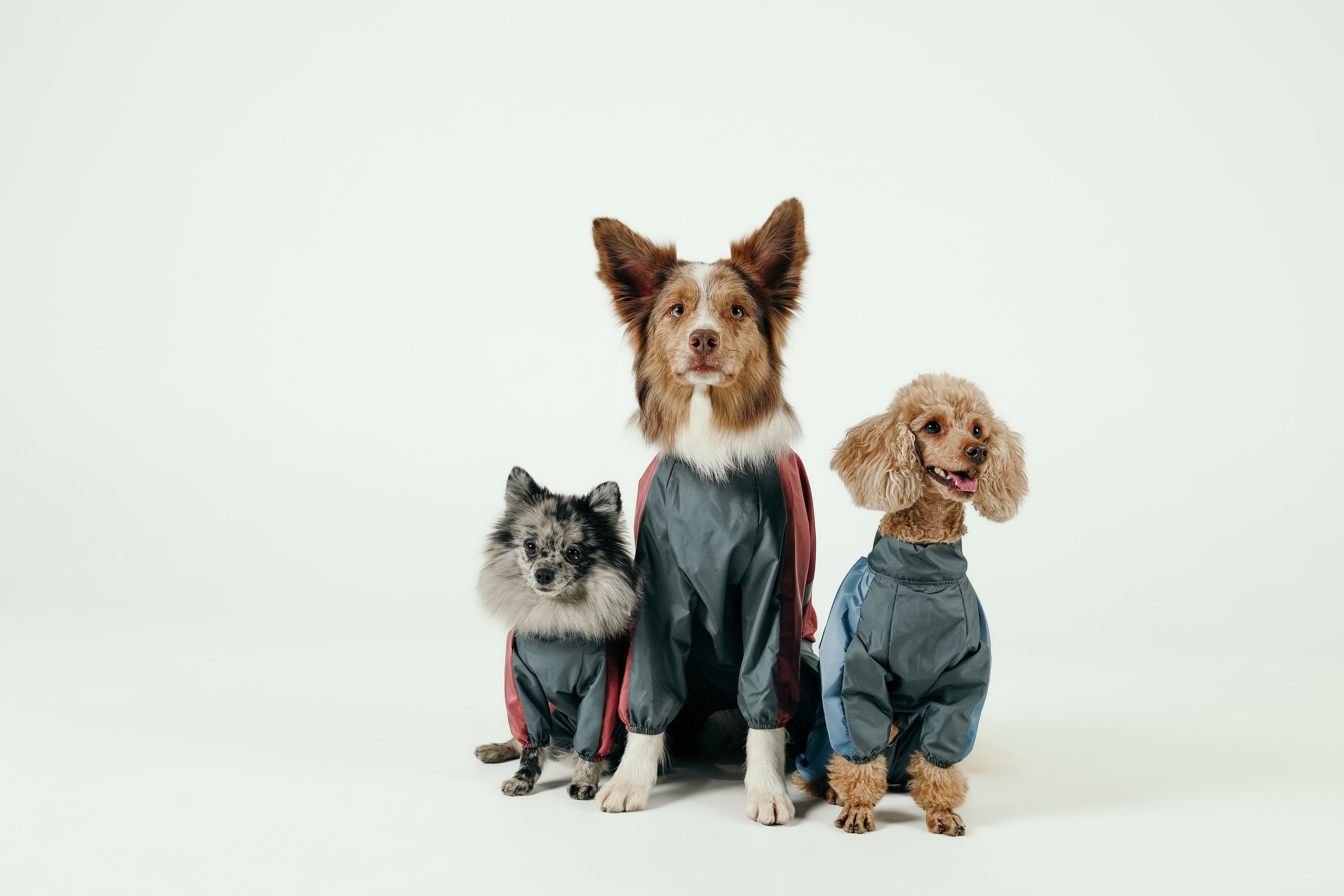 Для брендов. Фотограф- анималист Санкт-Петербург