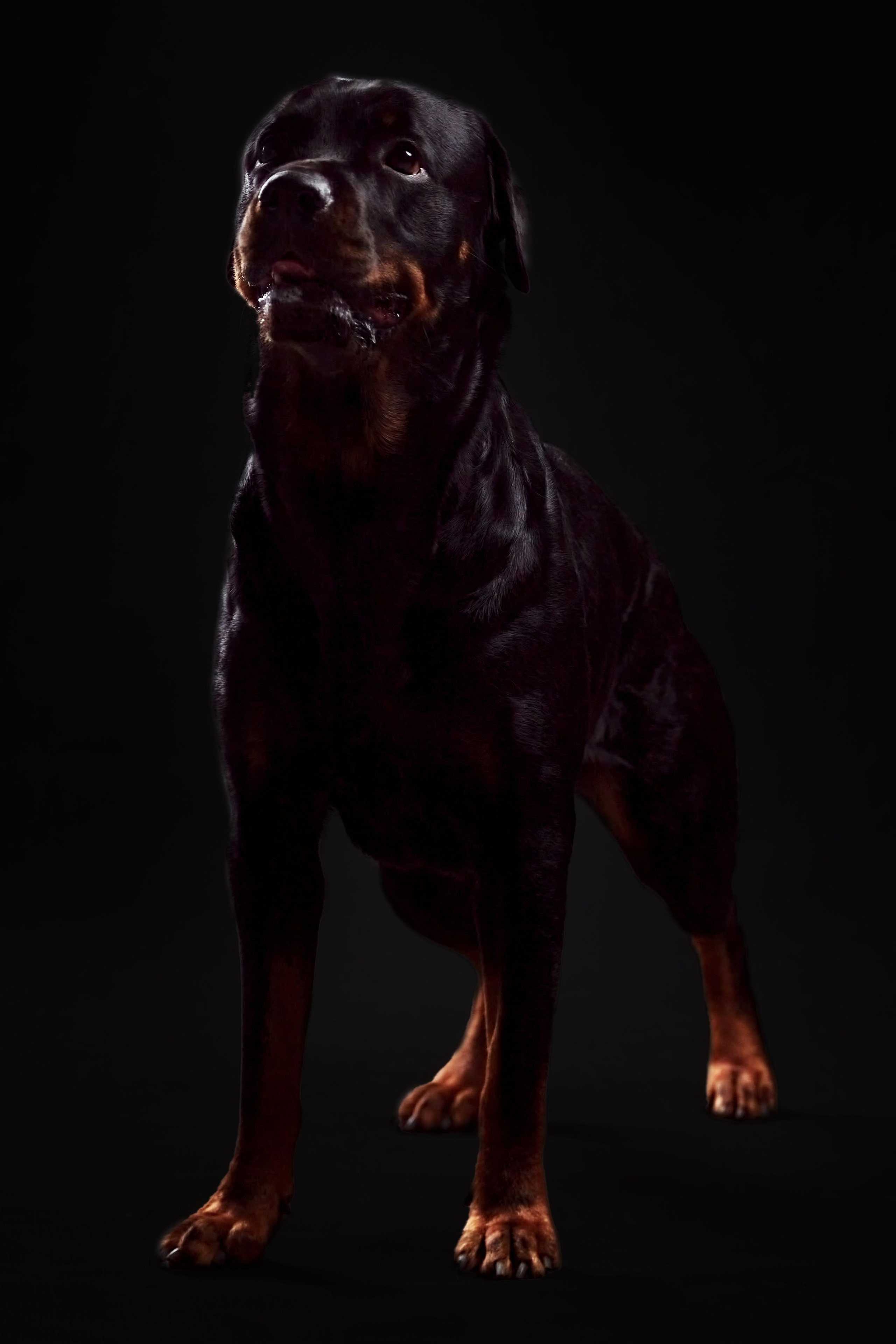 Фотосессия с животными. Фотограф анималист — Тула, Москва