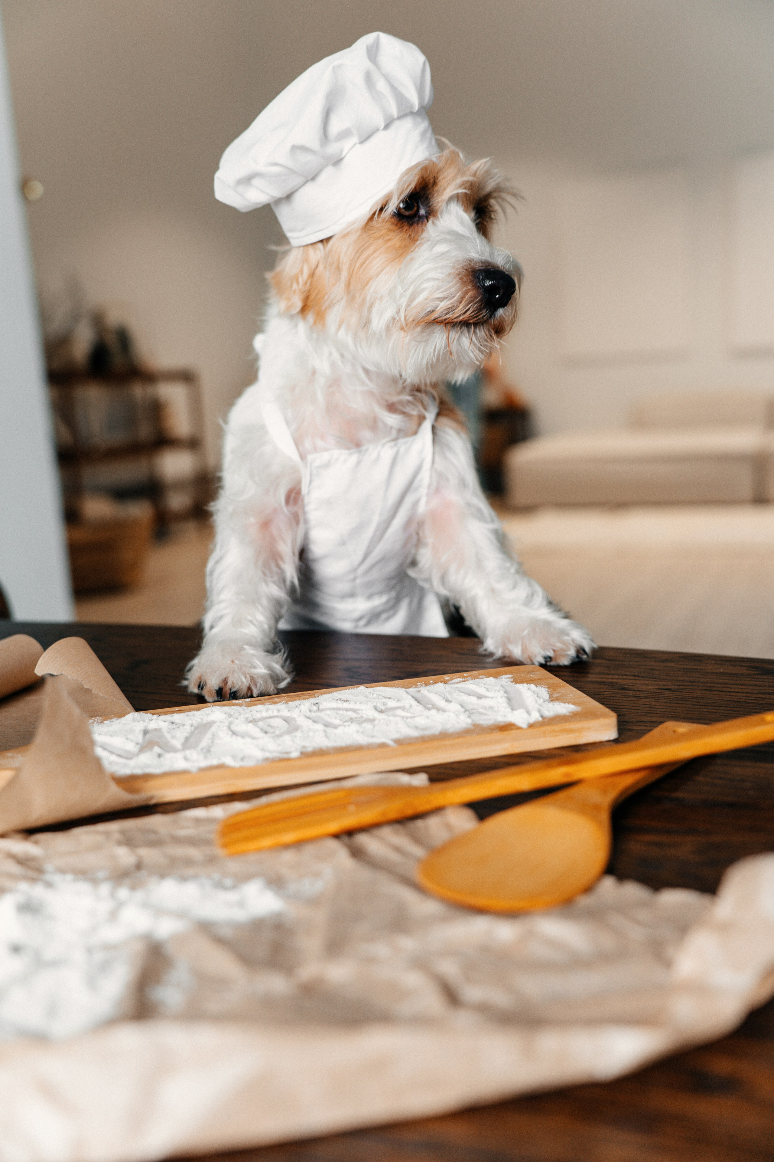 Красота хвостатых глазами хозяйки. Ваш семейный фотограф в Минске — Вика Трегубова