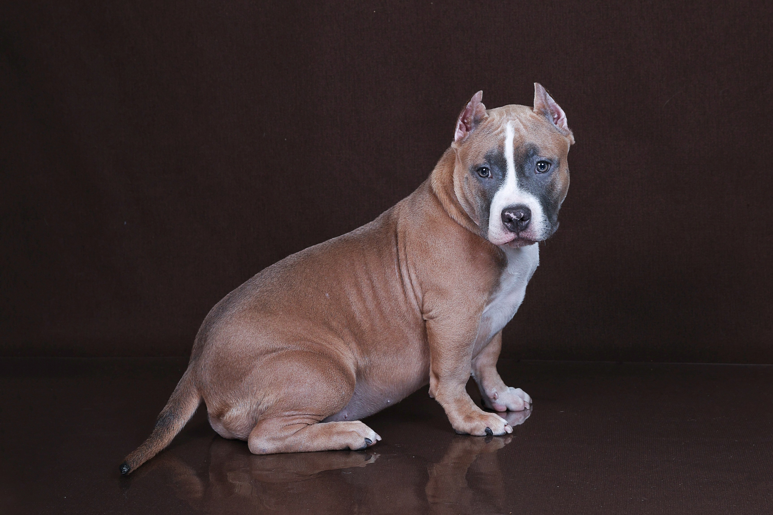 Американский булли!. Фотограф 📸 семейный, предметный, репортажный